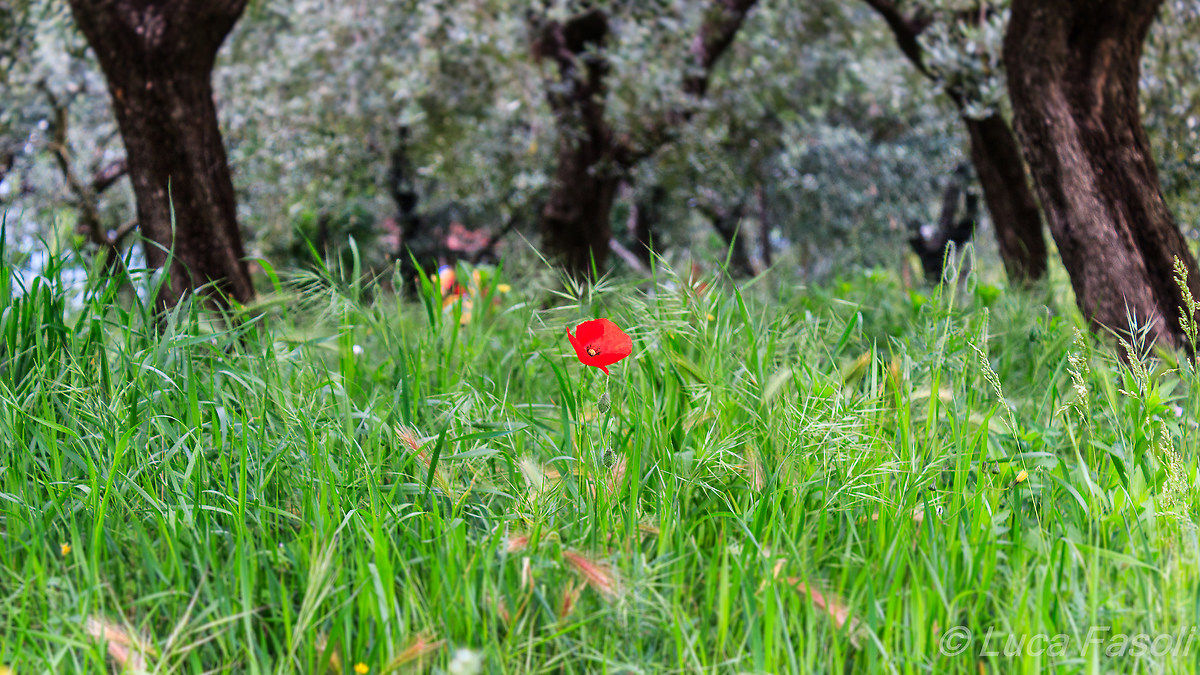 Poppy in Valpolicella