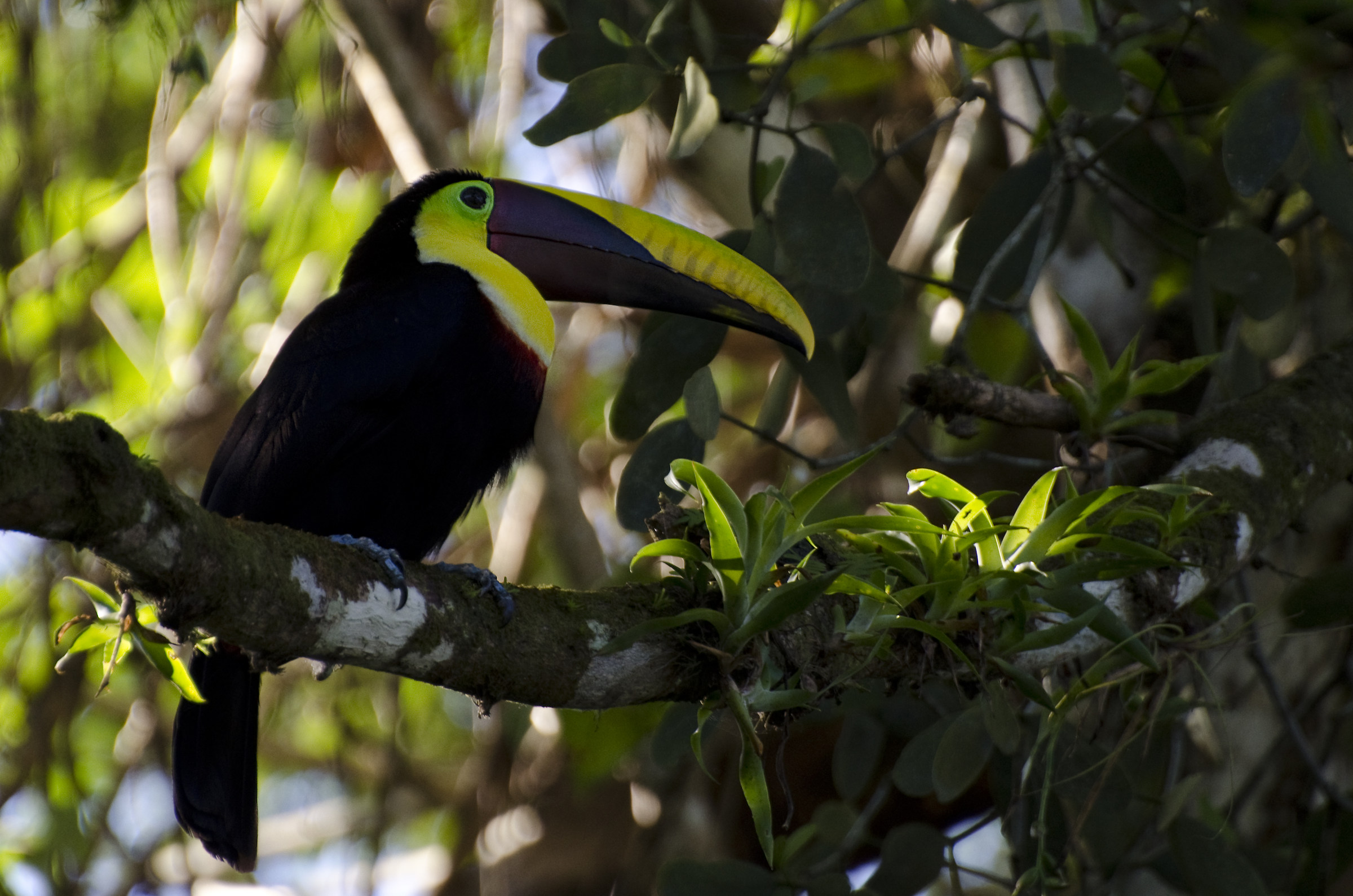 Swainson's toucan
