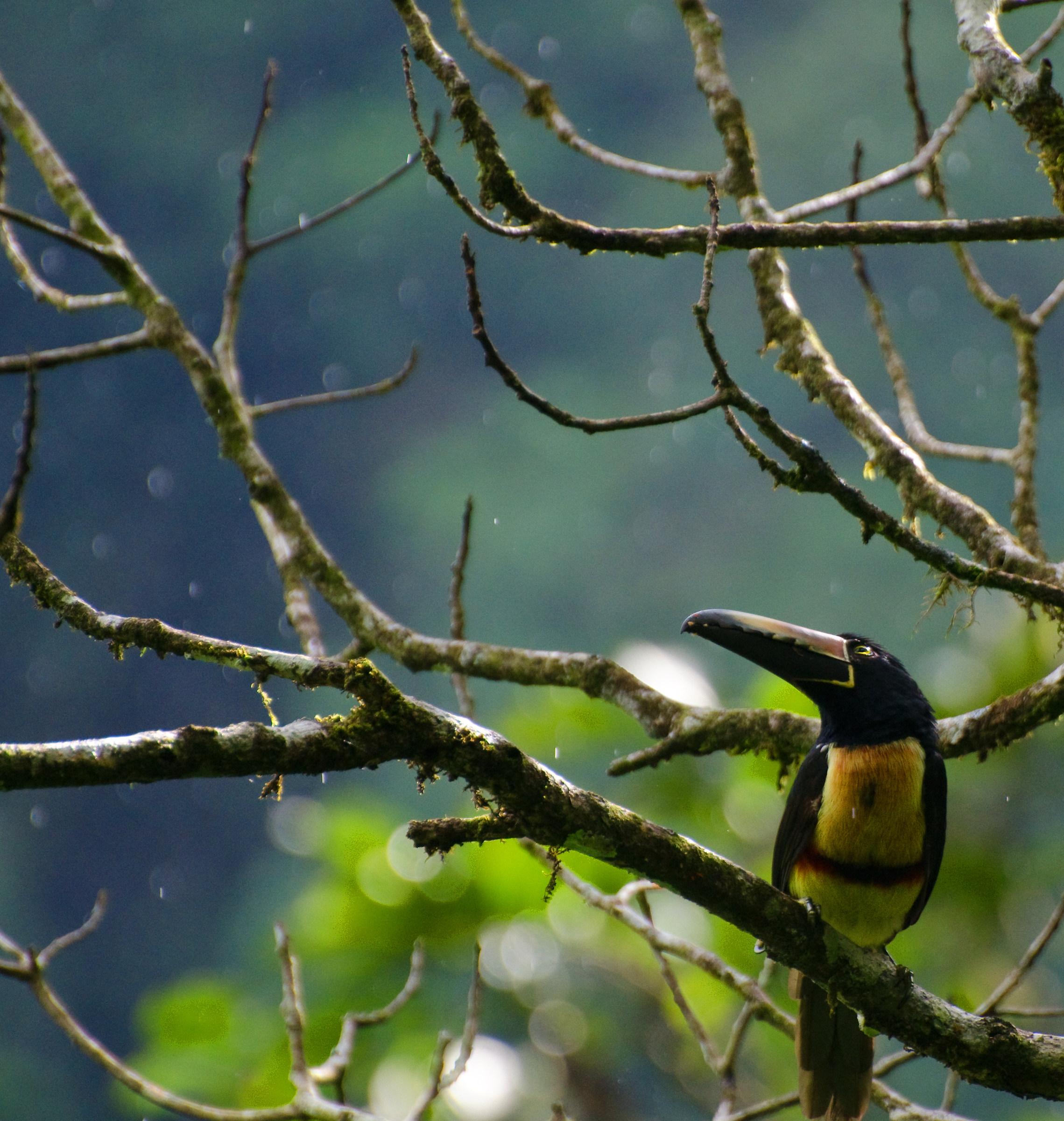 Red-billed toucan Aracari