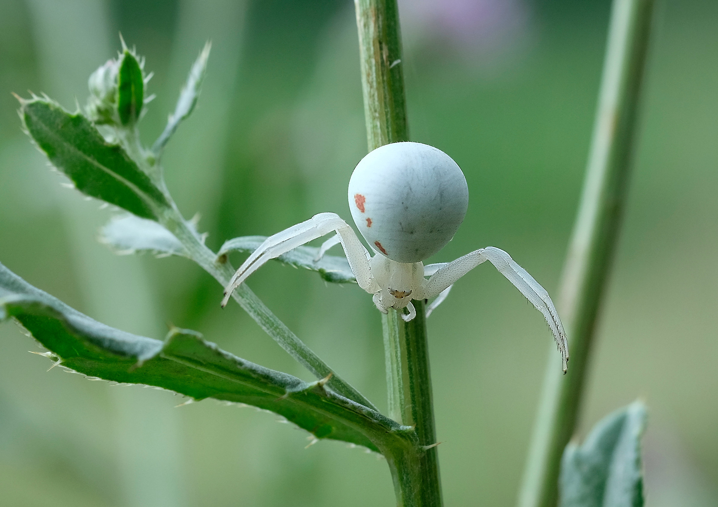 Misumena Vatia