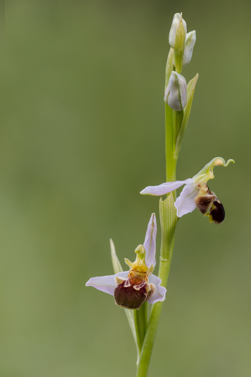 Ofride fior delle api...