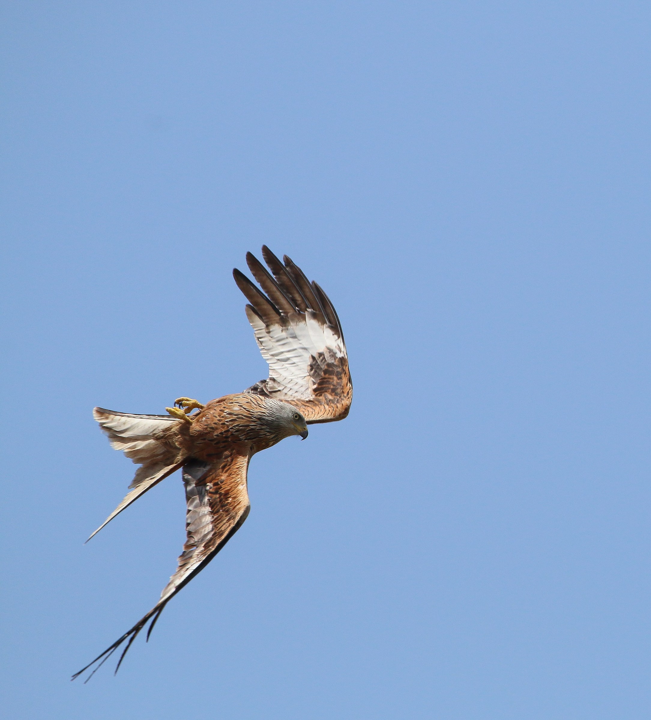 Black kite arguing