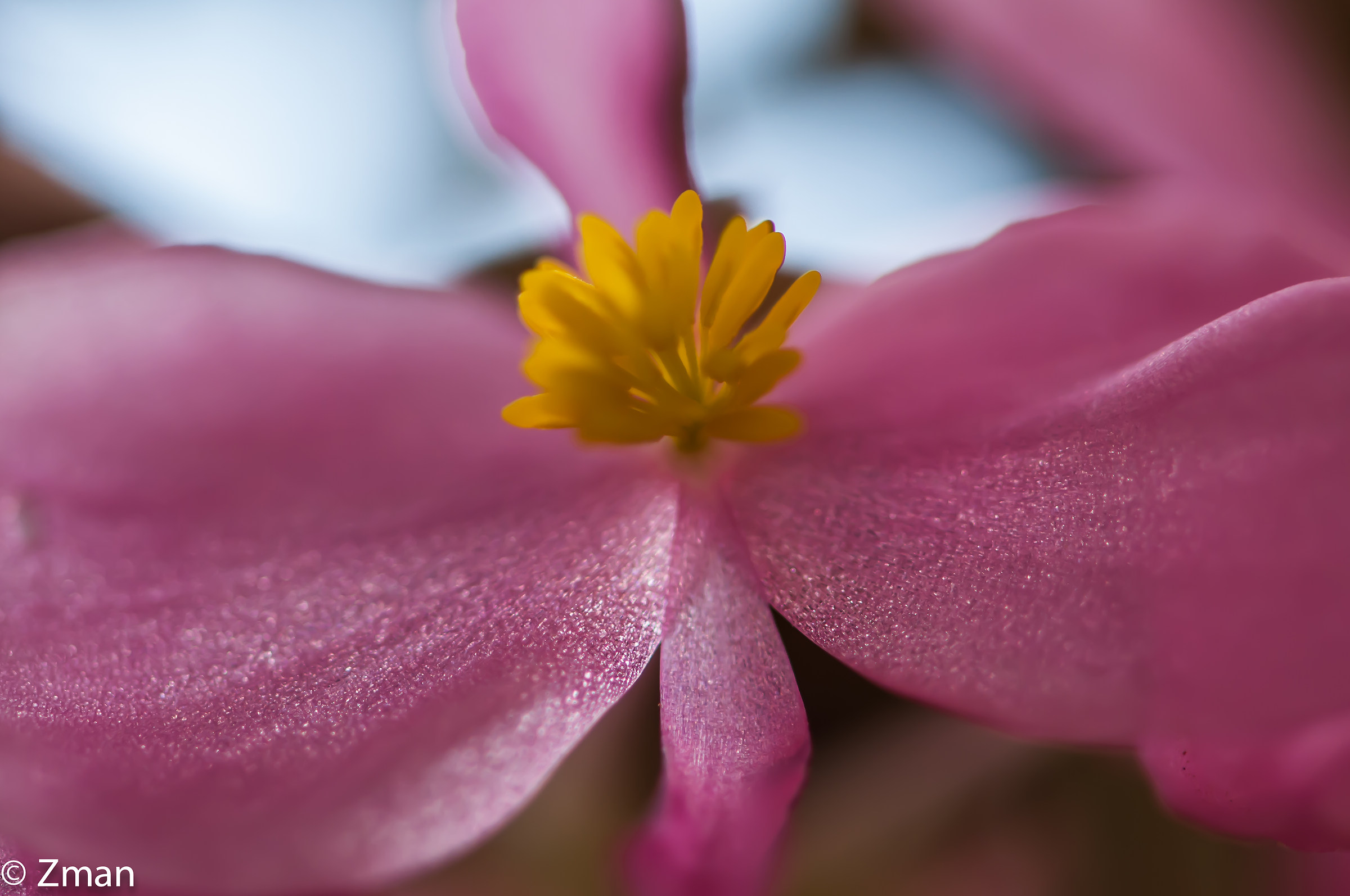 rosa e giallo piccolo