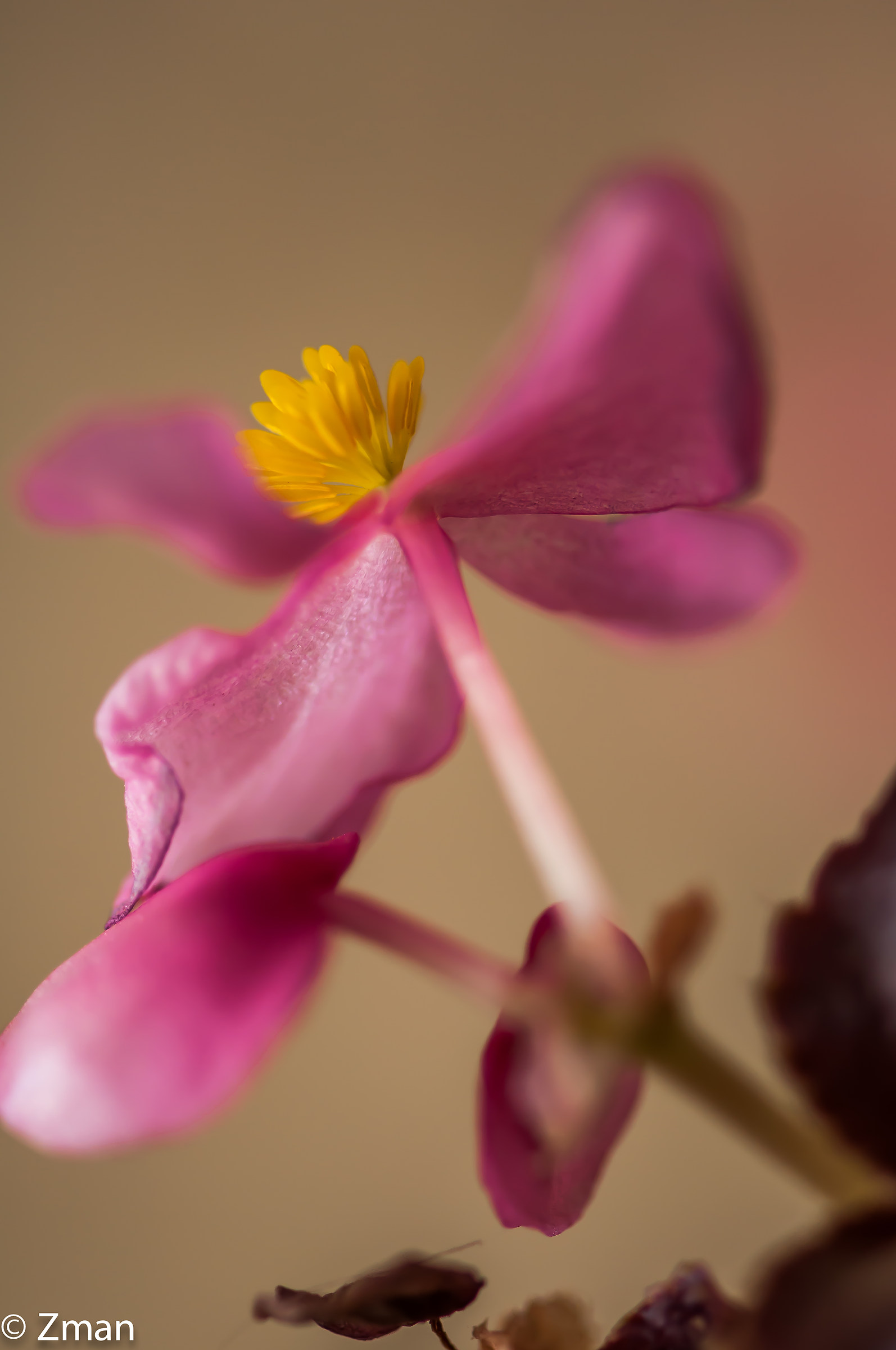 rosa e giallo piccolo