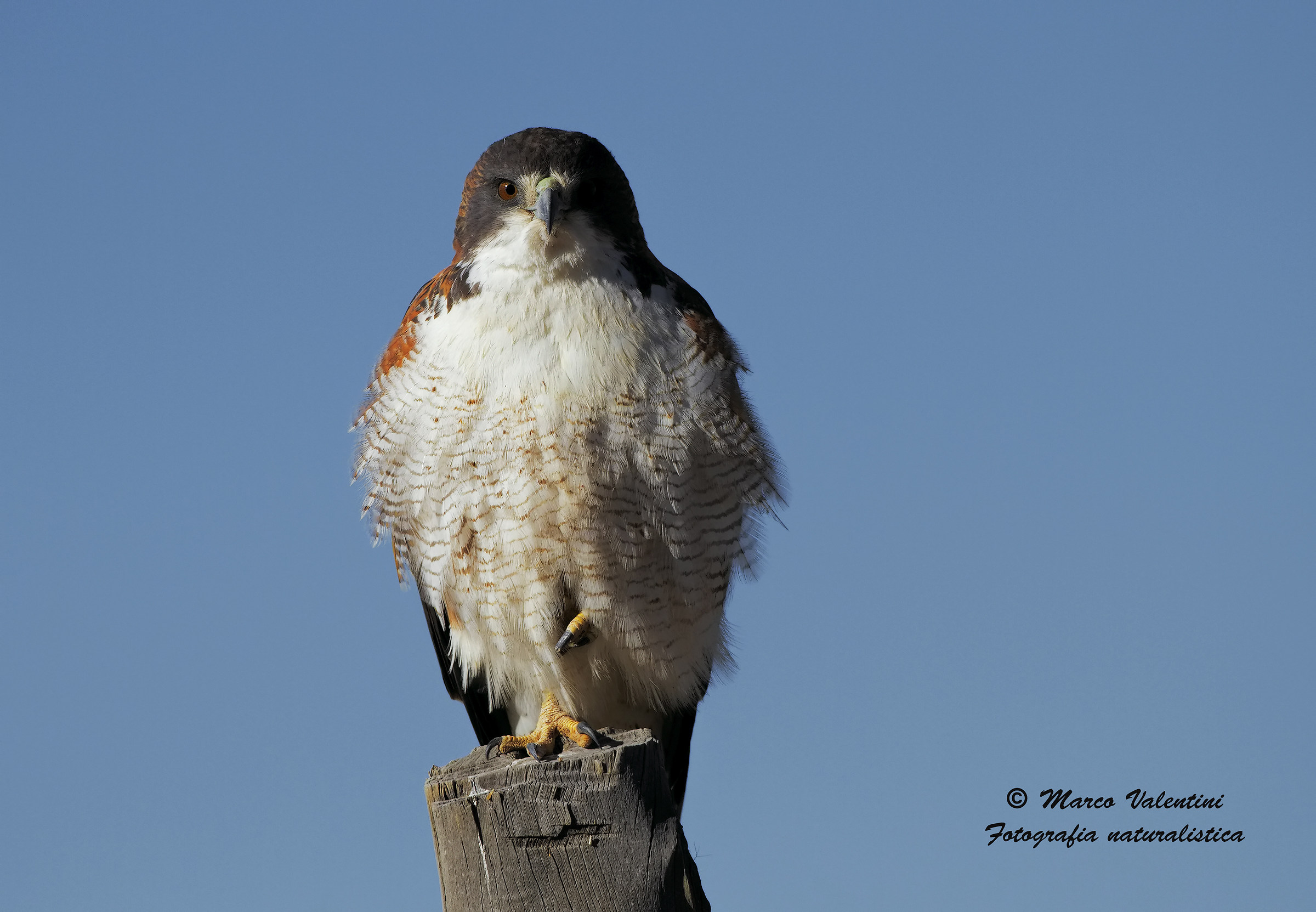 His gaze straight at camera
