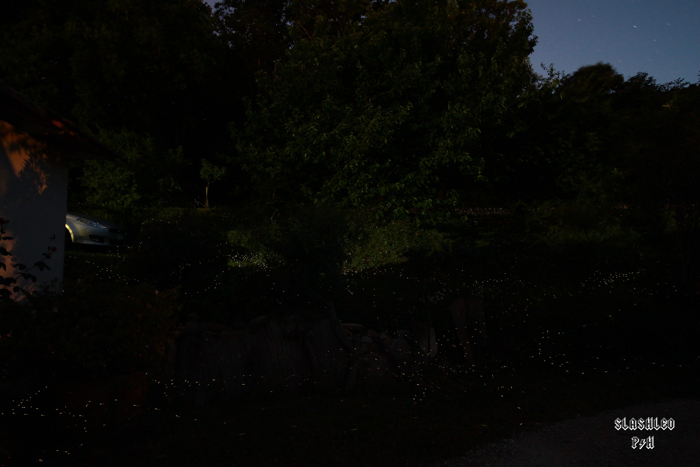 Lucciole nel mio cortile