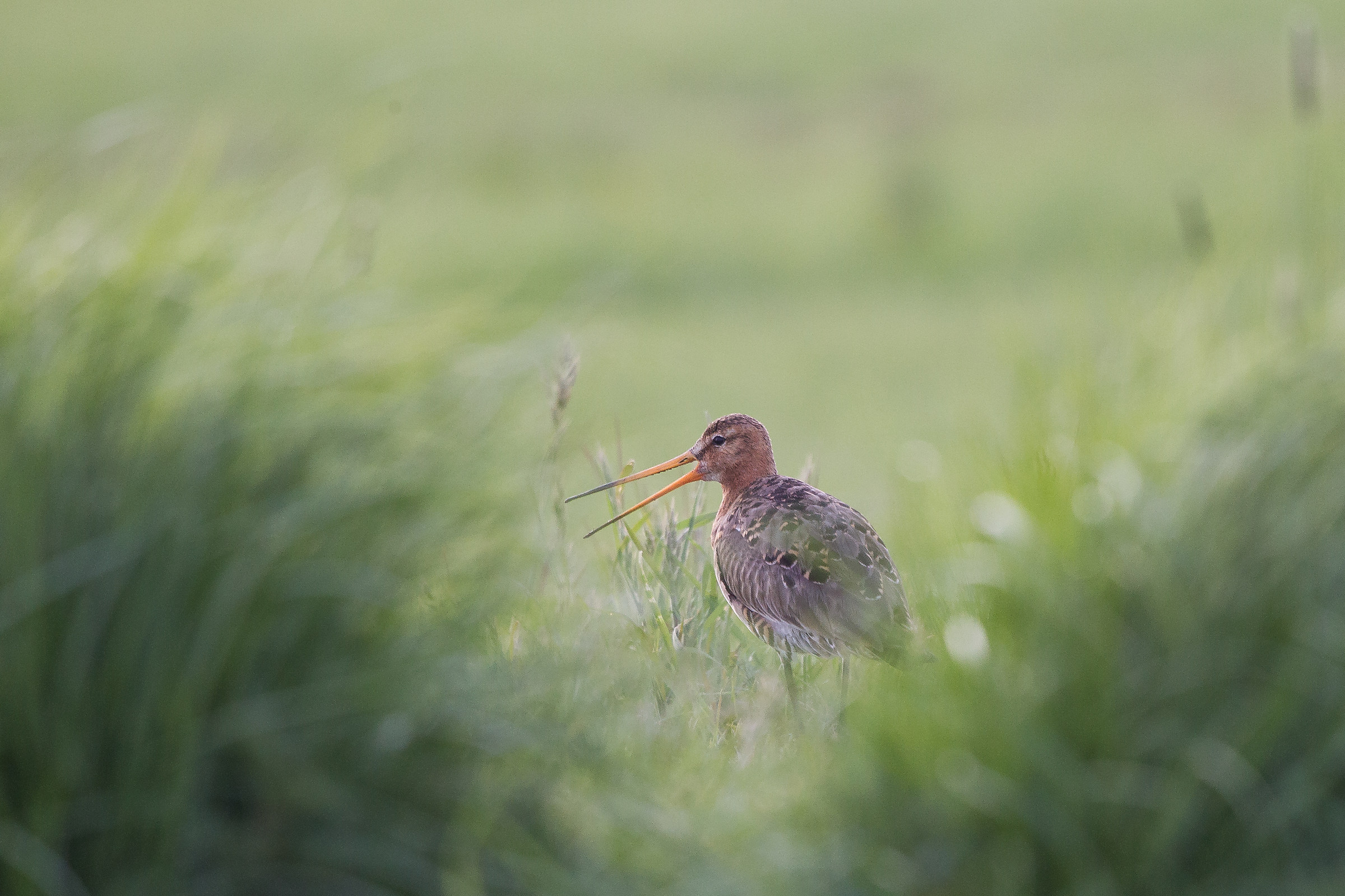 Godwit hidden