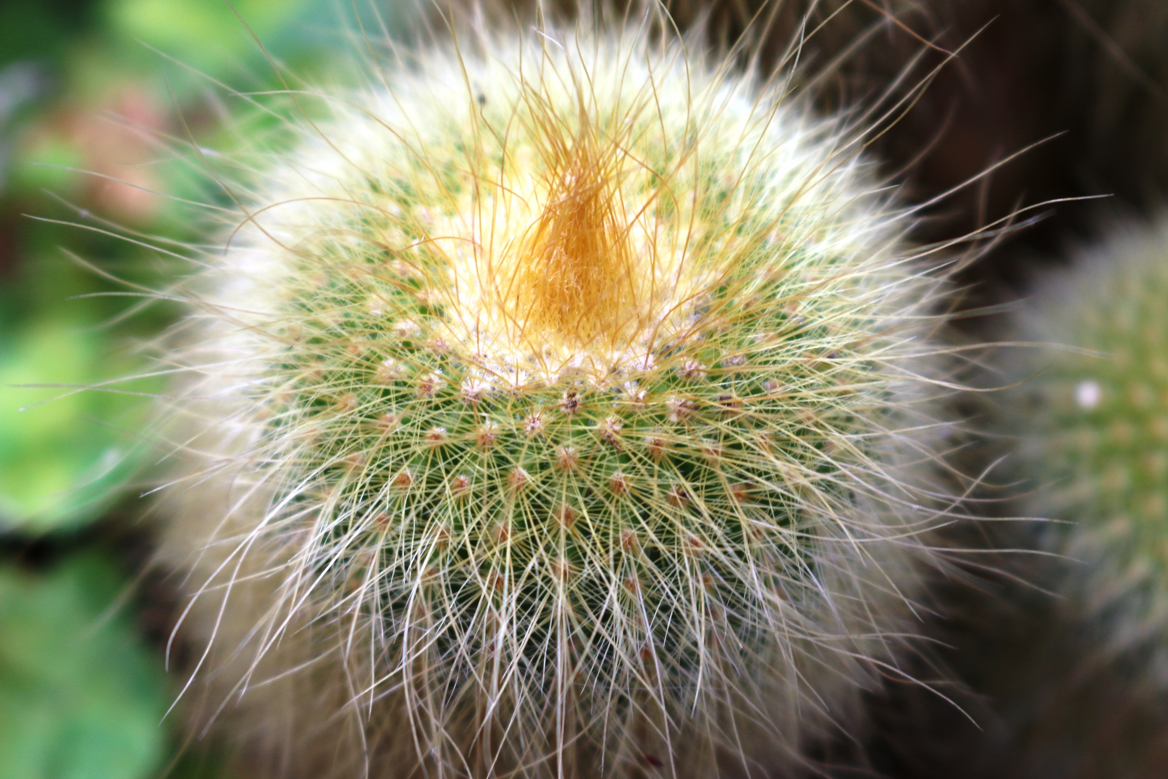 cactus peloso