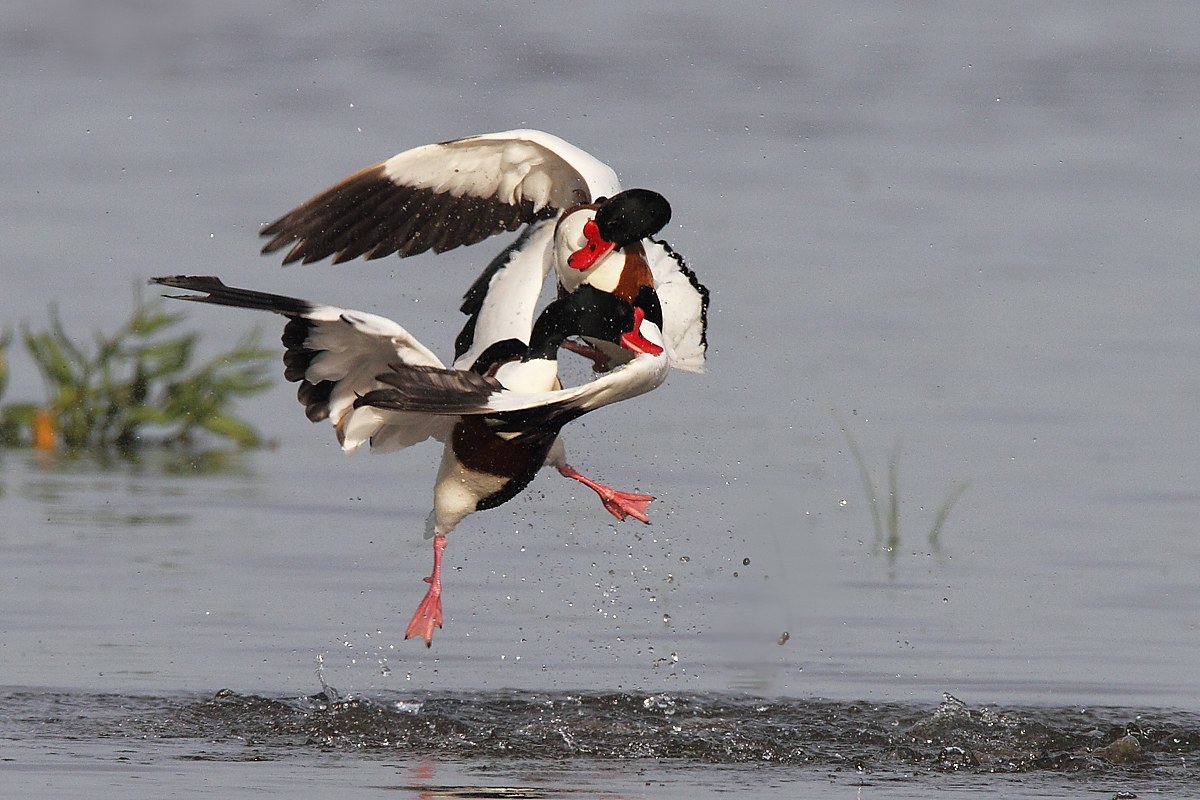 Shelduck in combat