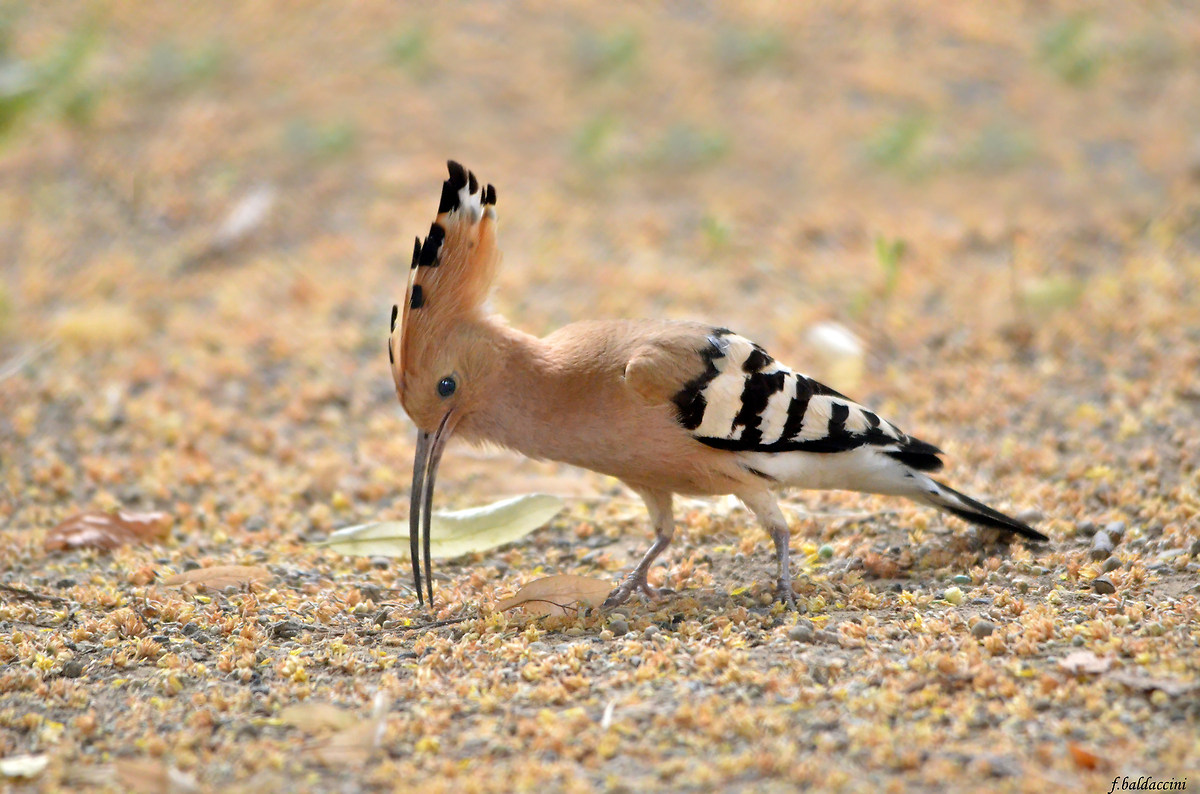hoopoe