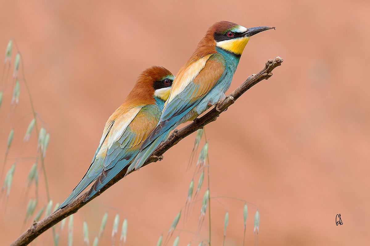 Bee-eaters