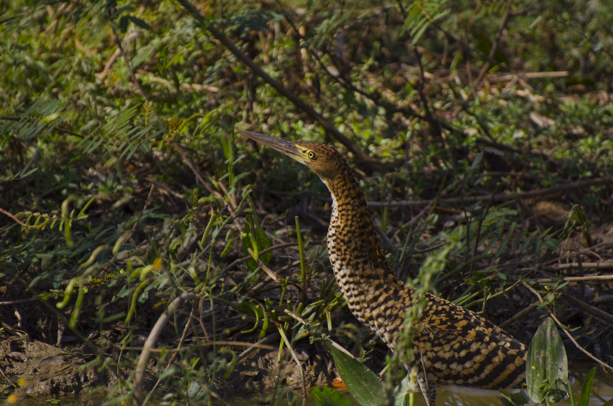 Tiger Heron