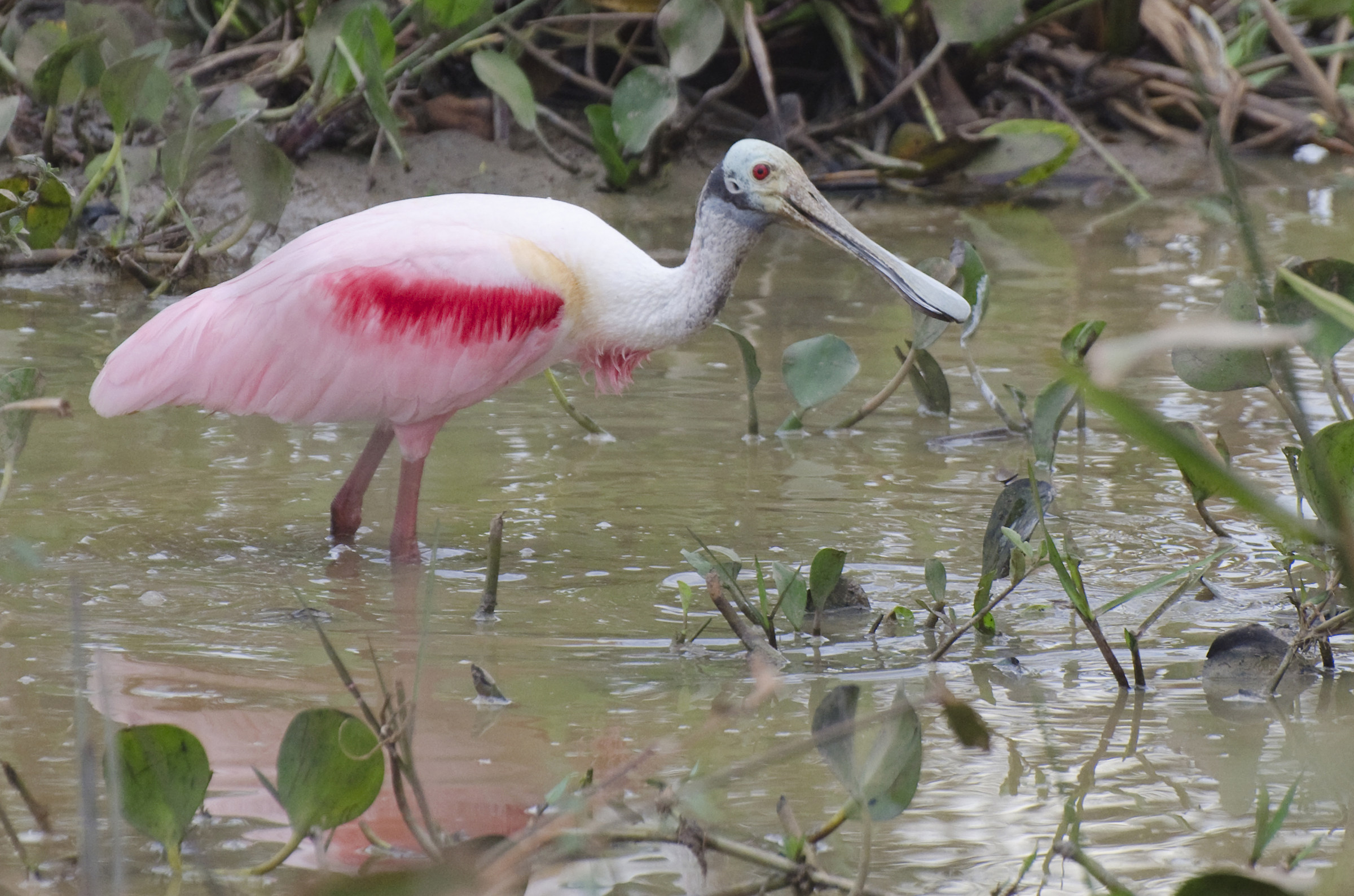 Roseate Spoonbill