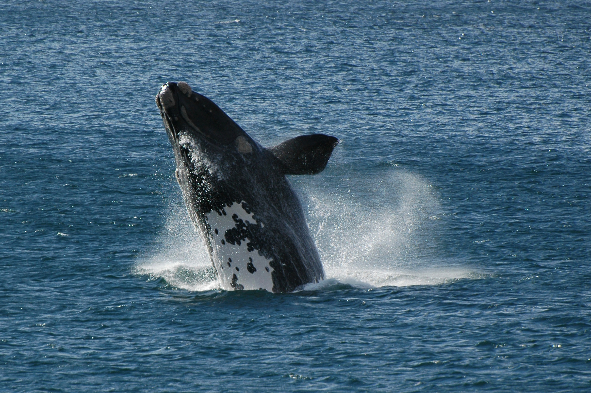Southern Right Whale