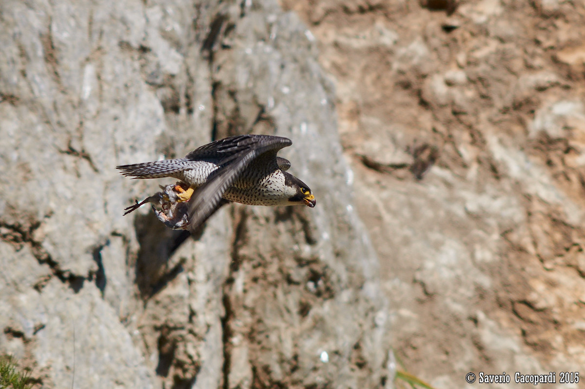 Una moglie terribile!