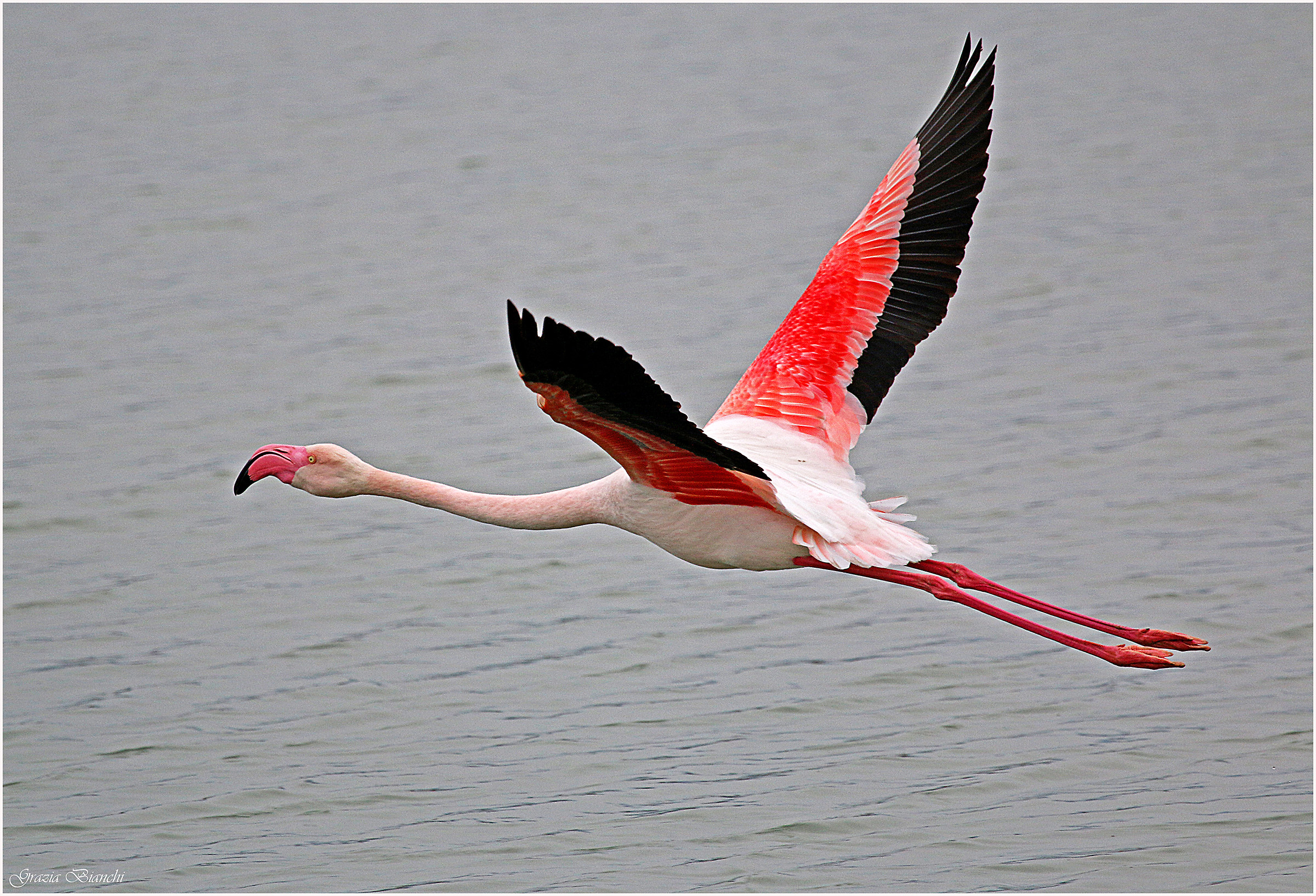 Fenicottero - Oasi di Focognano