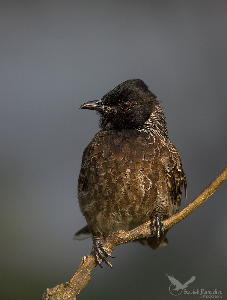 Red-vented Bulbul.