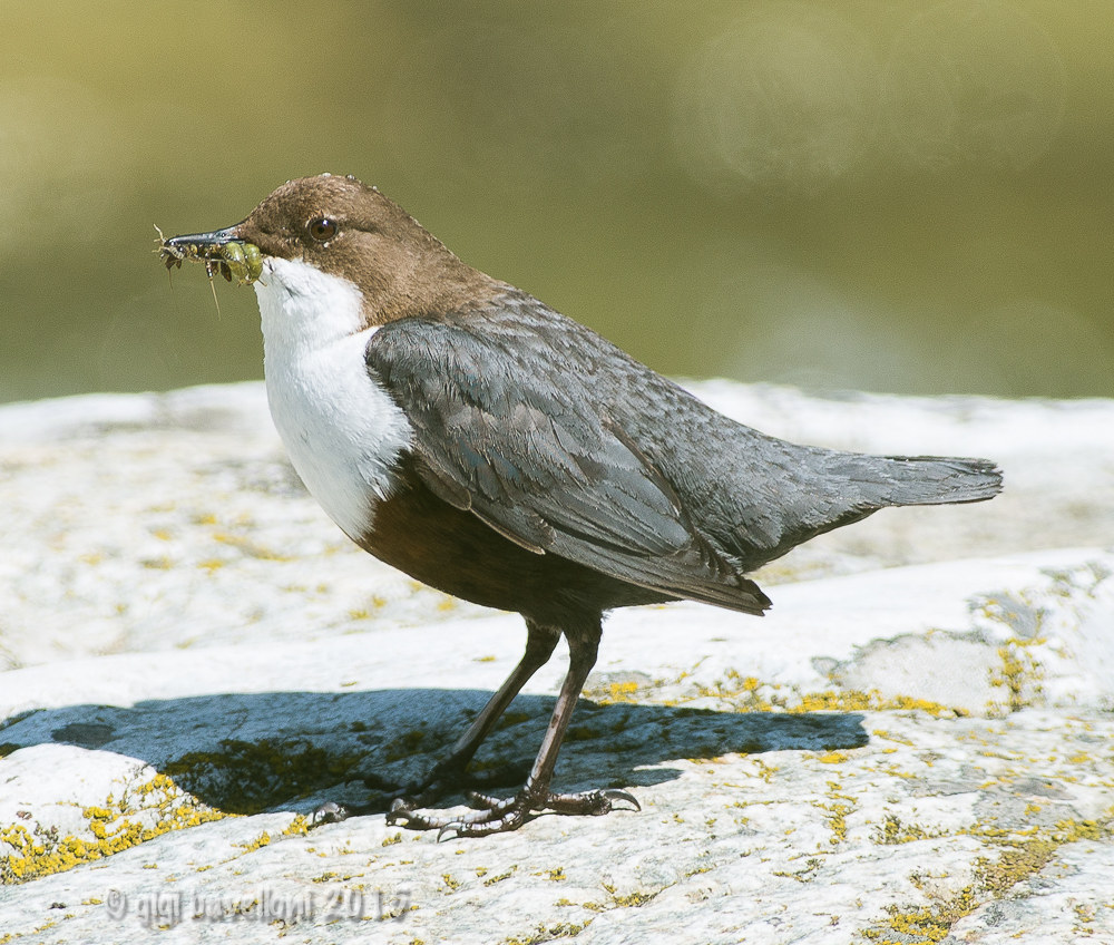 l'abbuffata del merlo acquaiolo