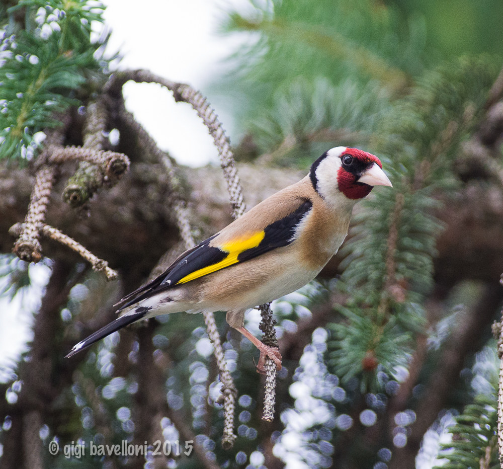 carduelis carduelis
