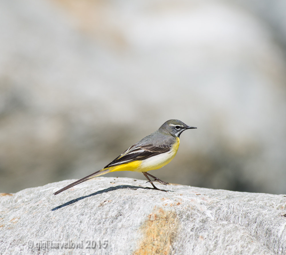 wagtail