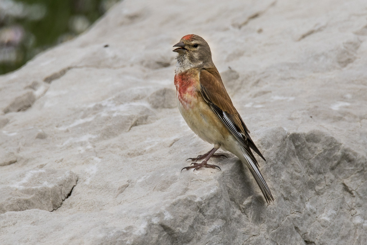 Linnet
