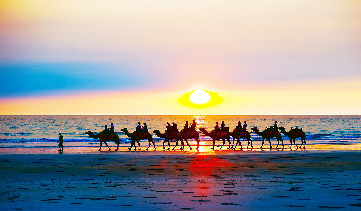 Camels in Broome (wa)