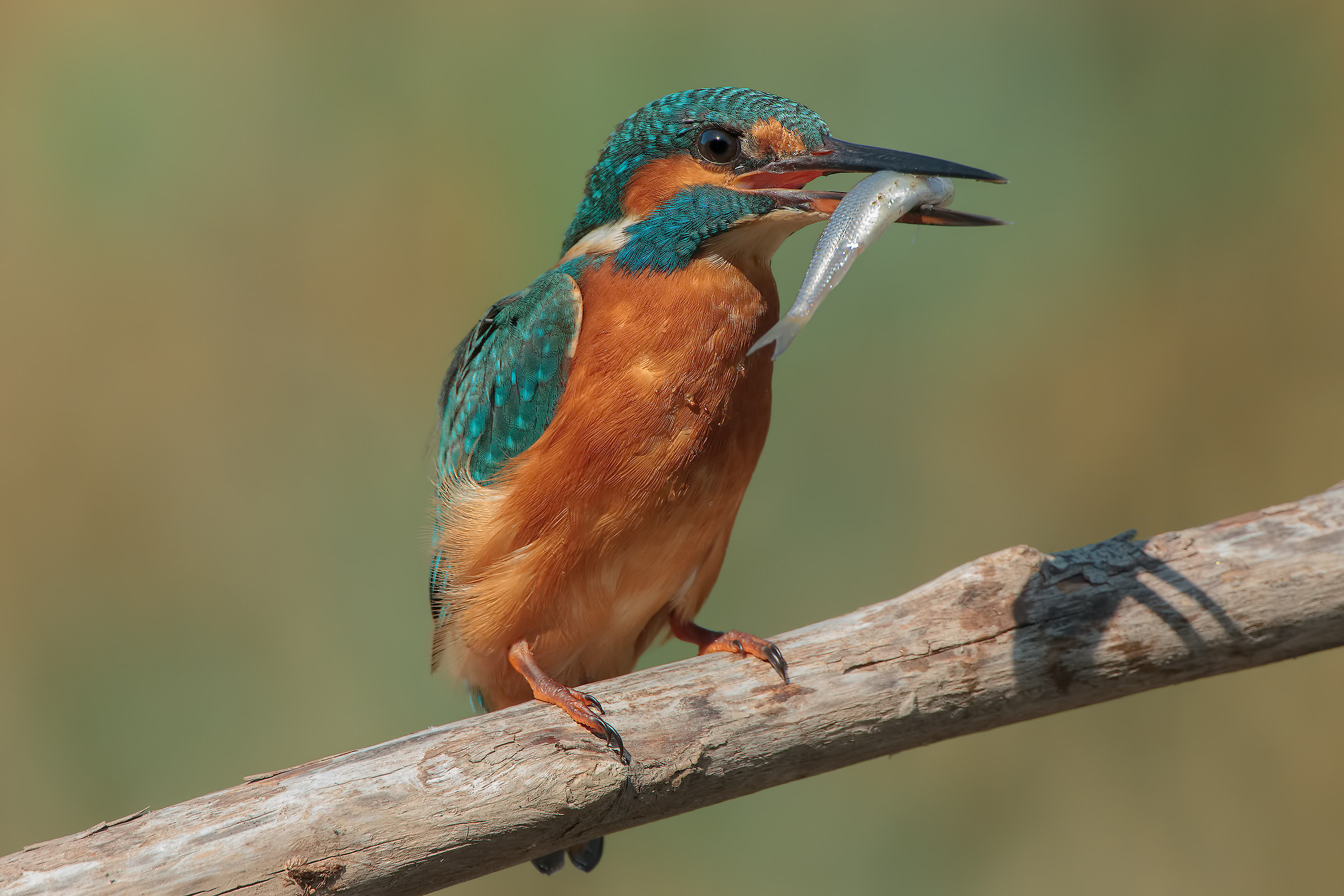 Alcedo with prey ...