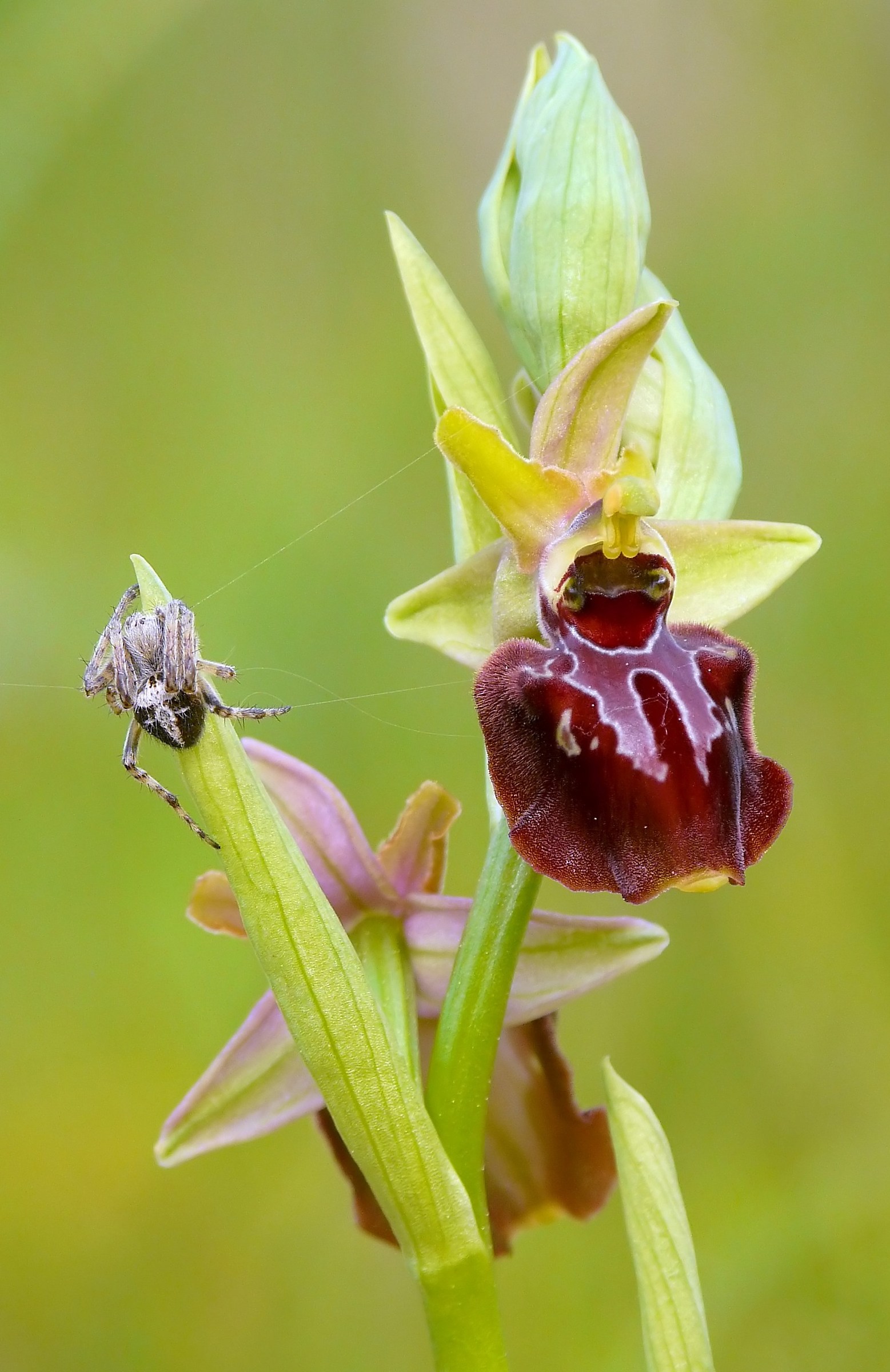 Ophrys apulica x Ophrys passionis