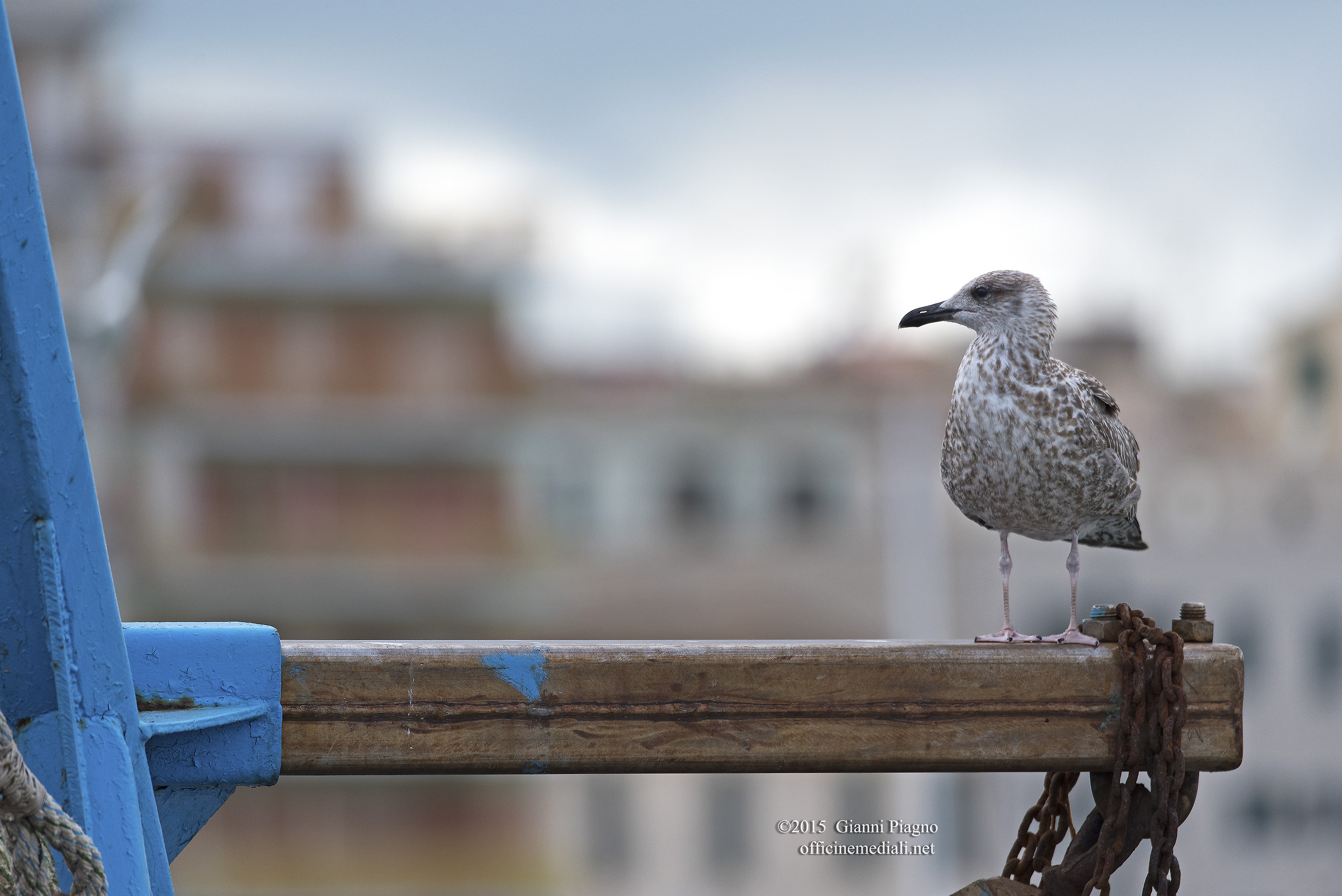 Herring Gull Immature