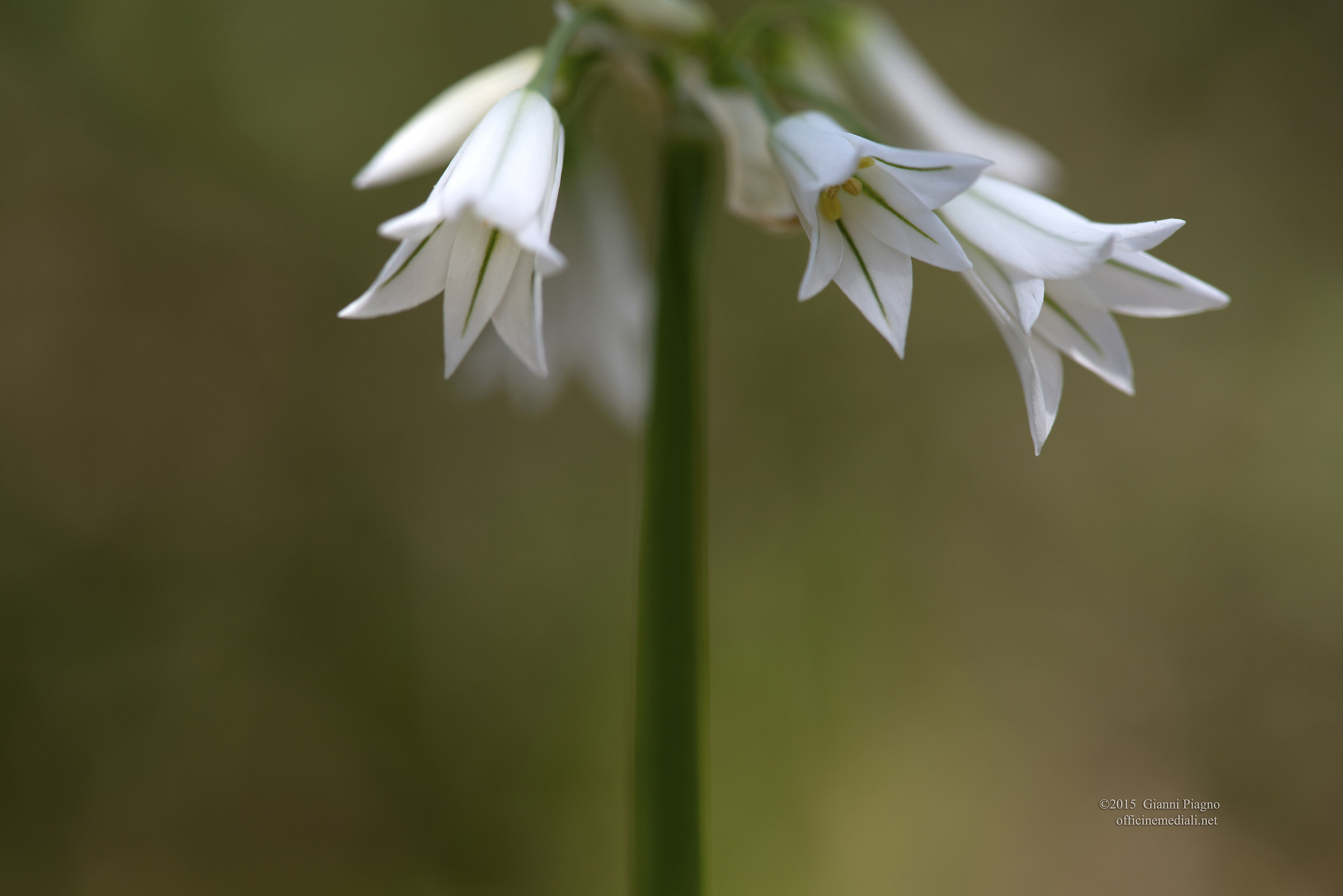 Flowers of Garlic