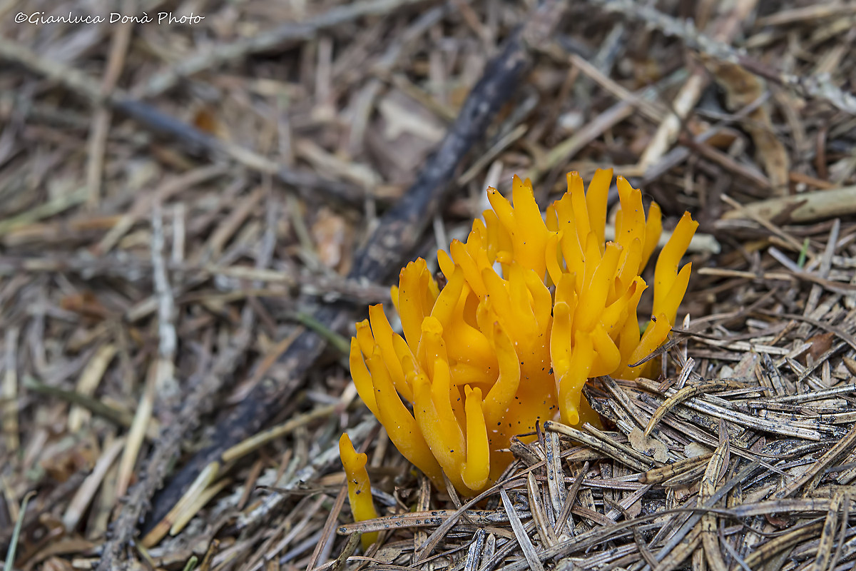 Calocera viscose (Pers.) Fr. 1821