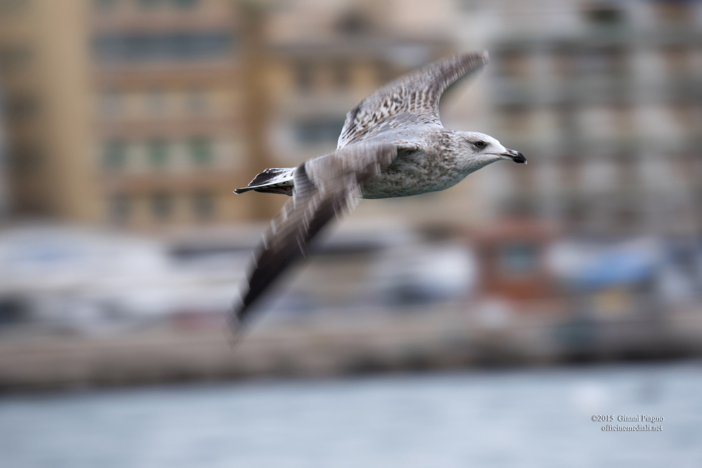 Herring Gull Immature