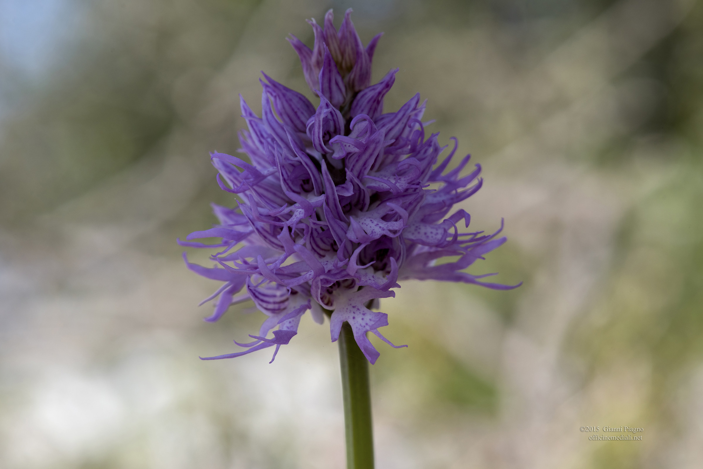 Orchis Italy
