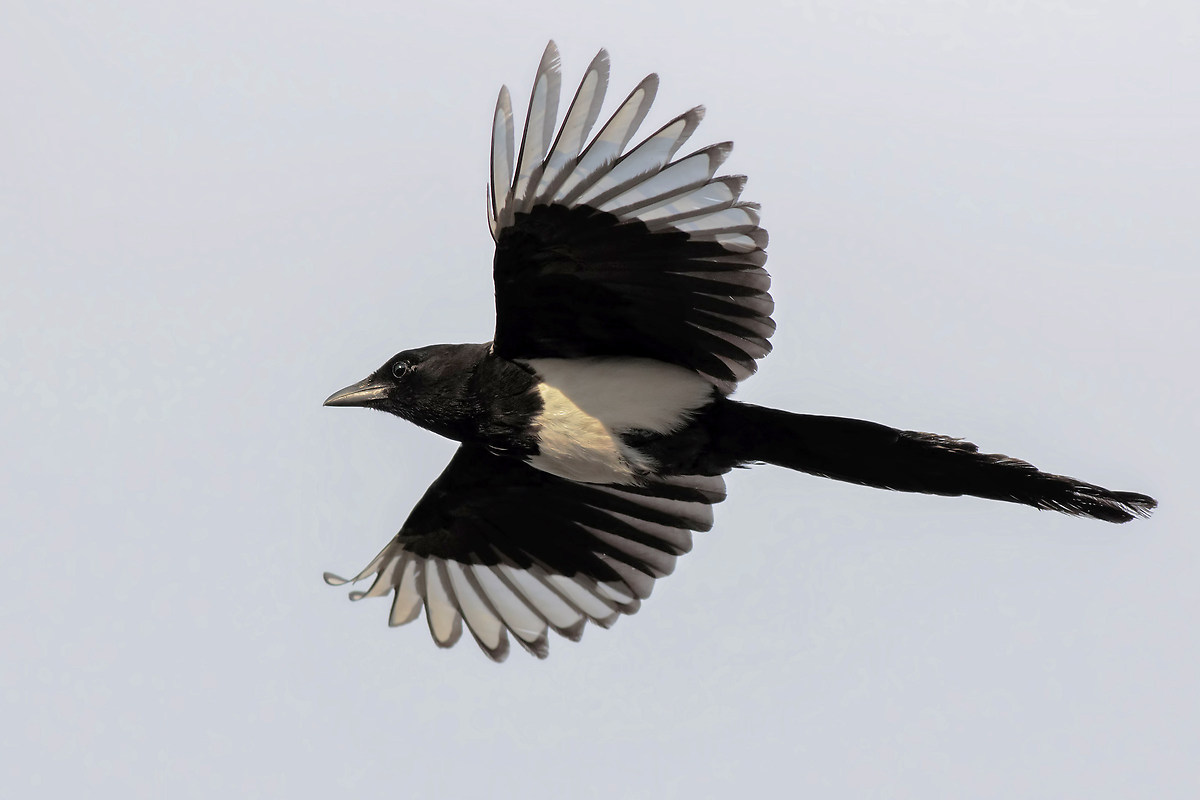 Magpie in flight