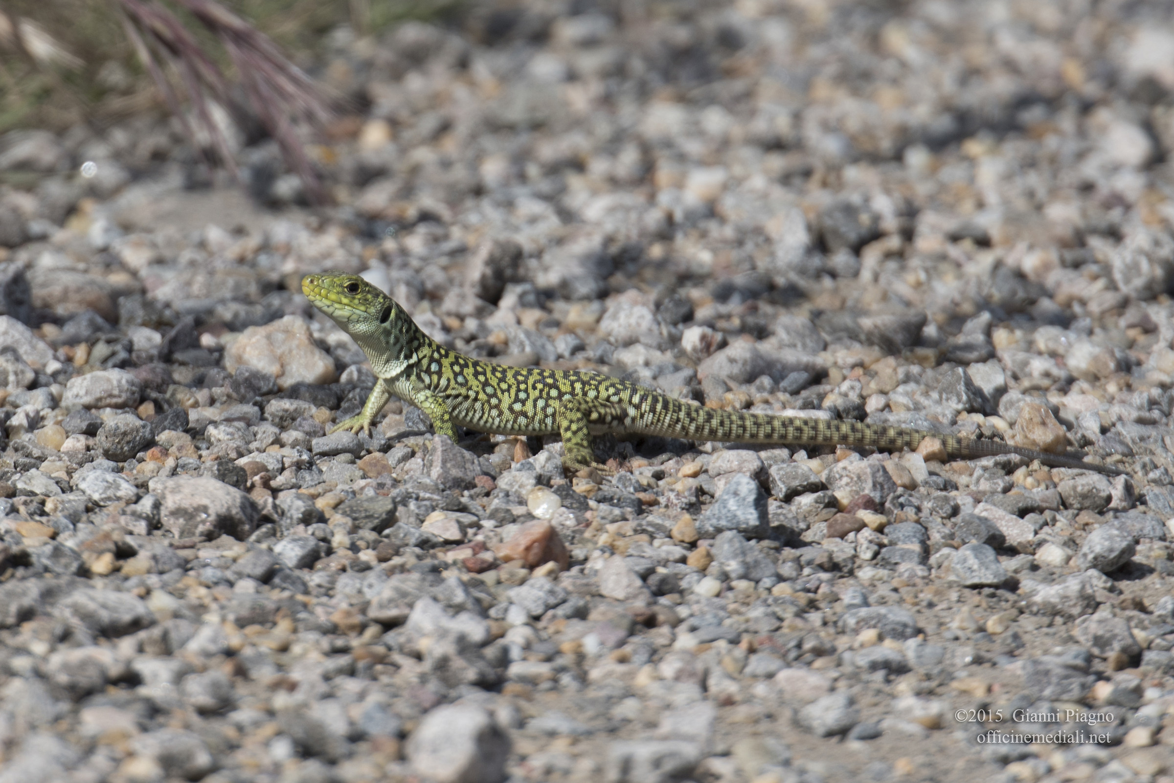 Giovane di Lucertola Ocellata
