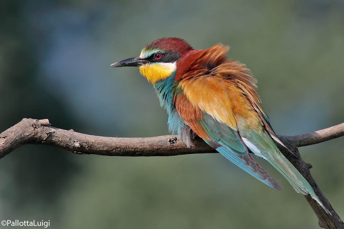 Eater (Merops apiaster)