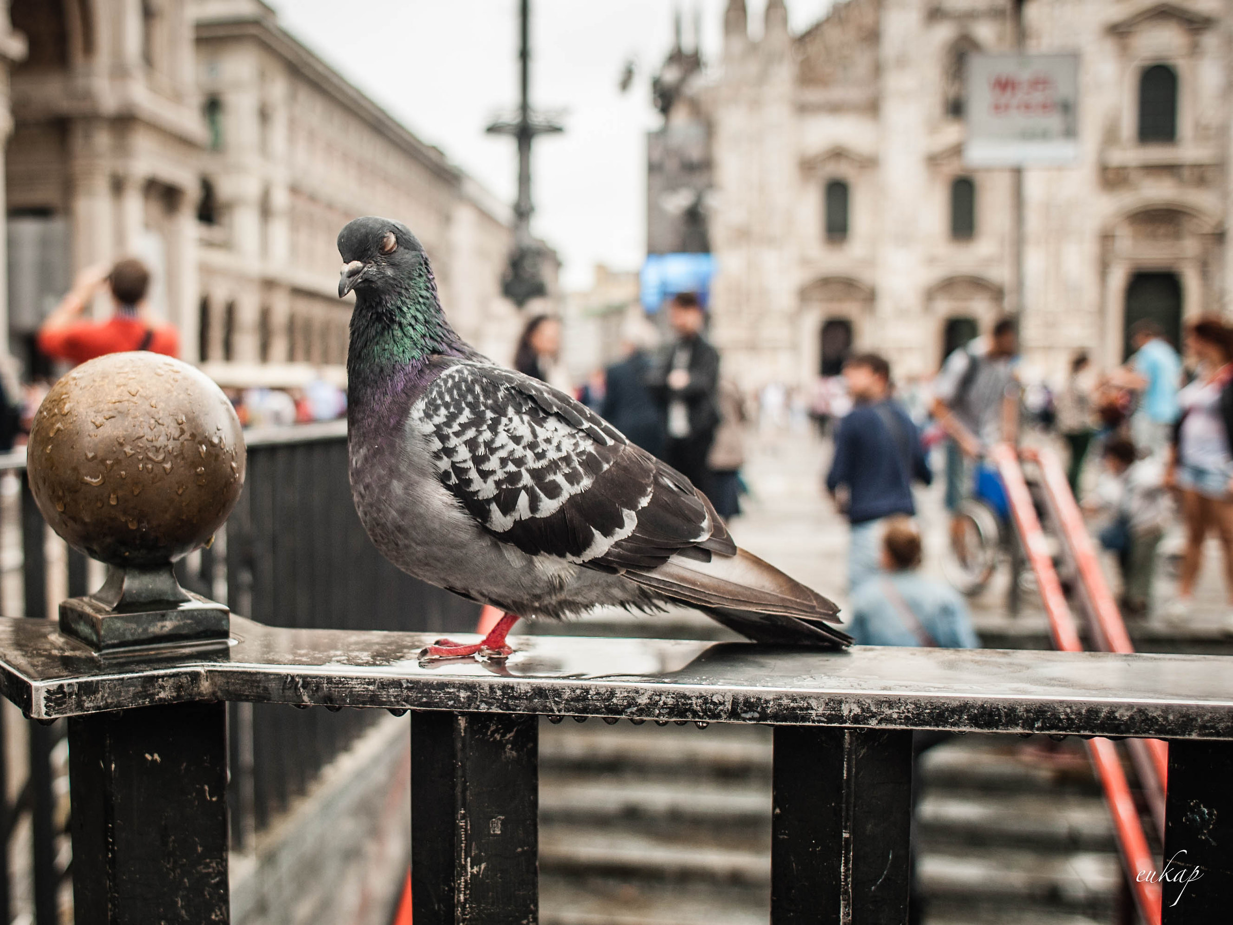 ll riposo del piccione