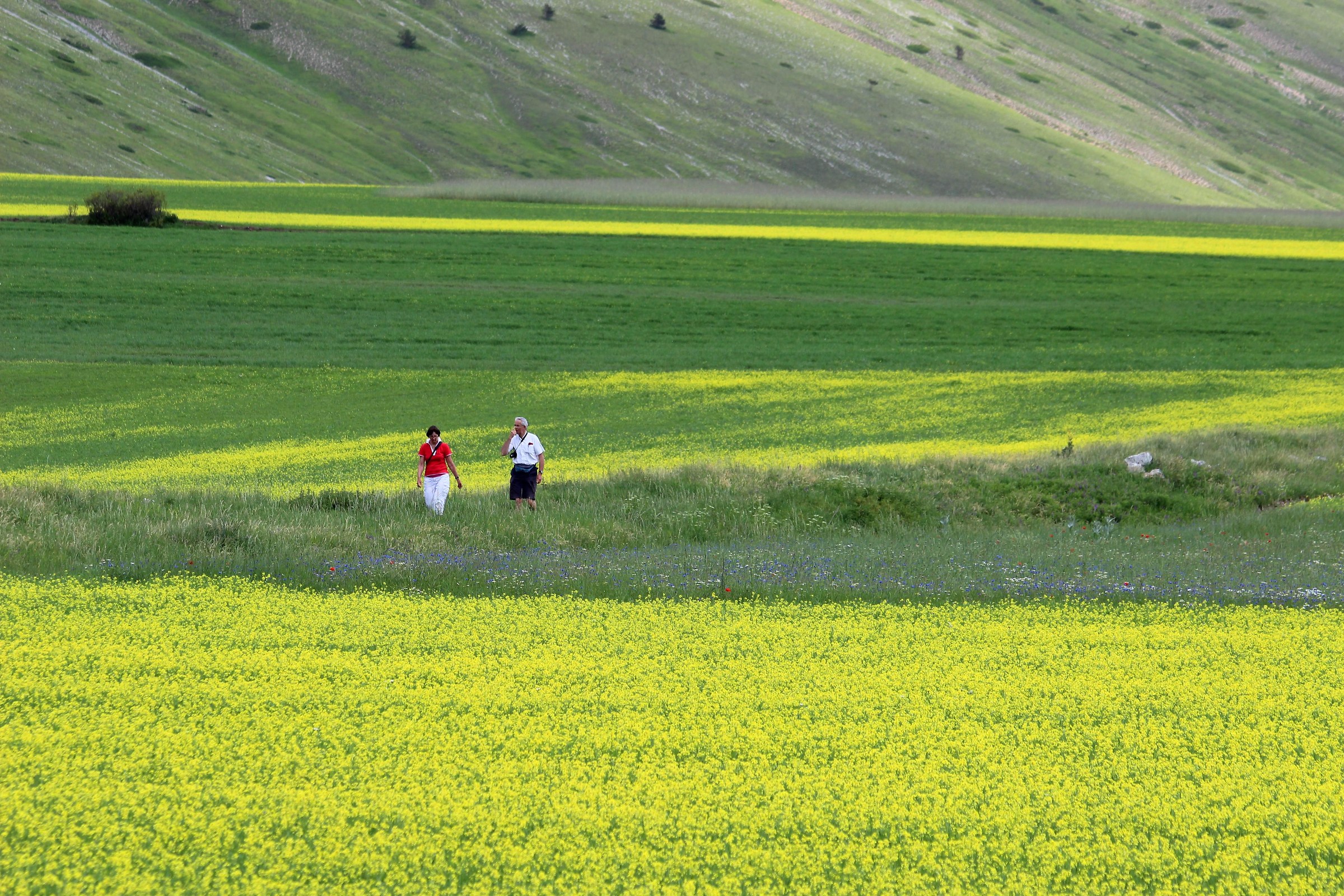 First colors in Castelluccio ...