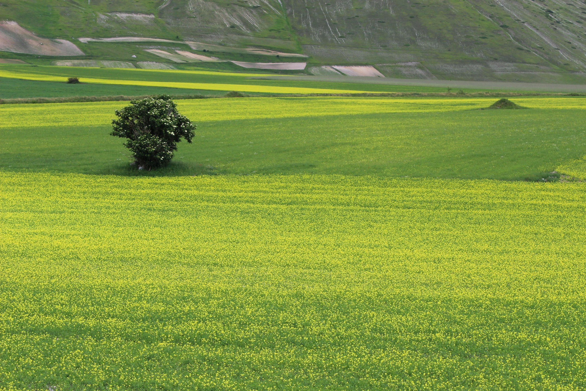 Yellow-green shades in Castelluccio