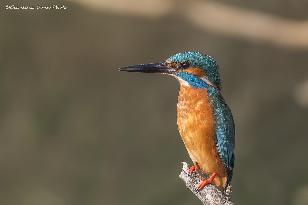 Alcedo atthis L. 1758