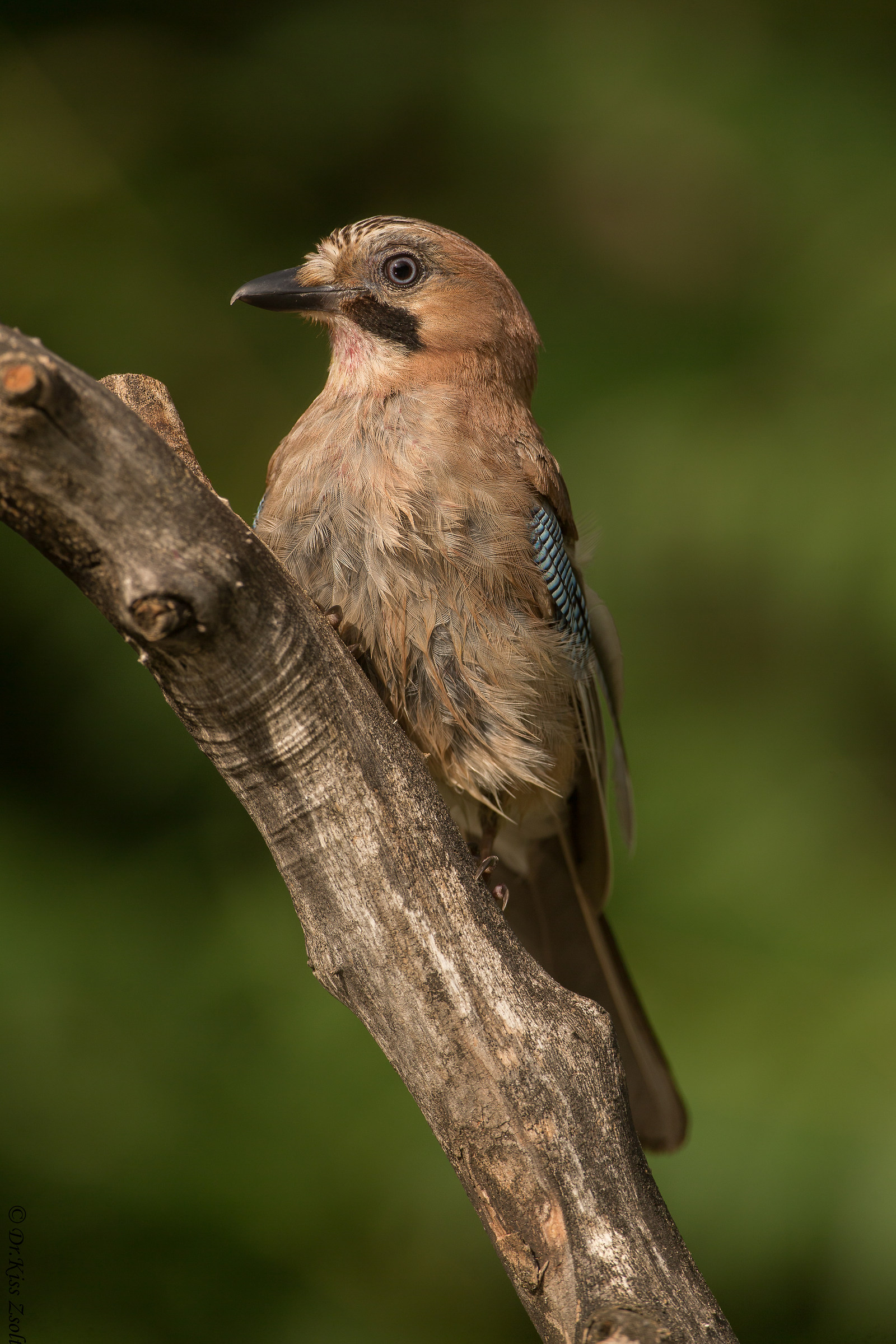 Eurasian jay