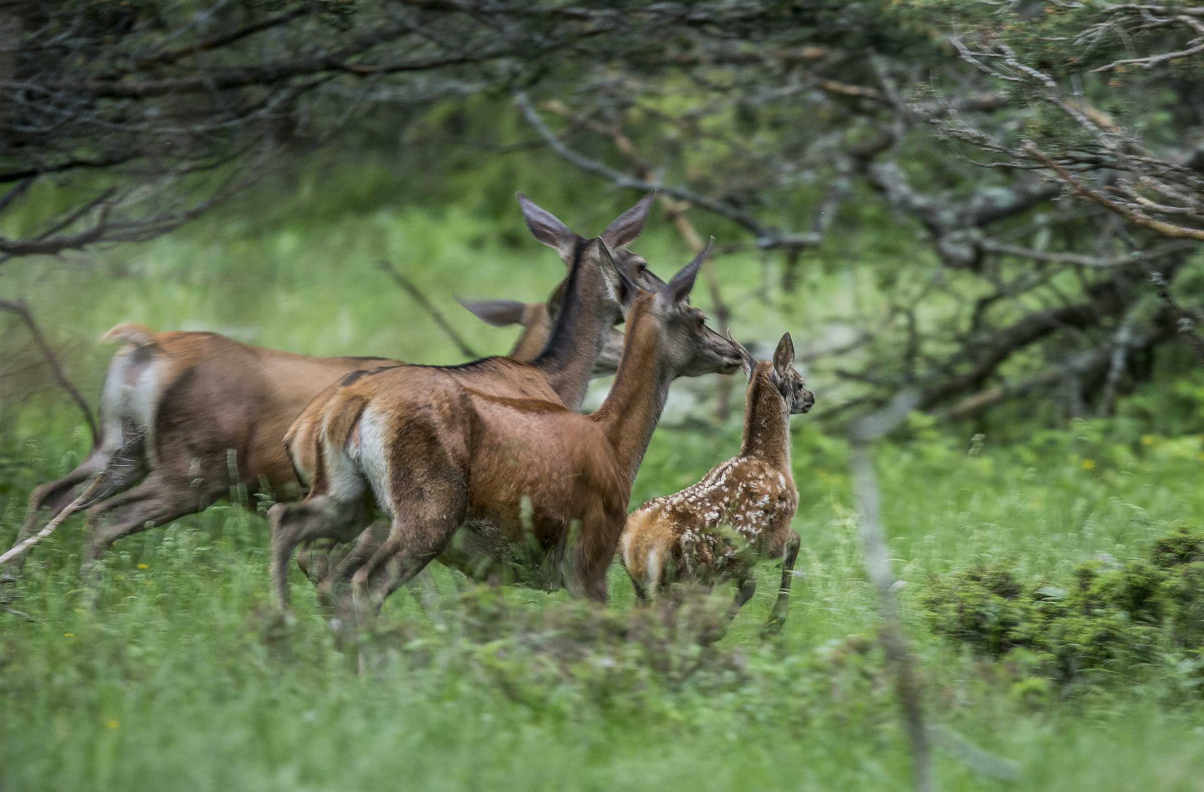 Hinds and fawns