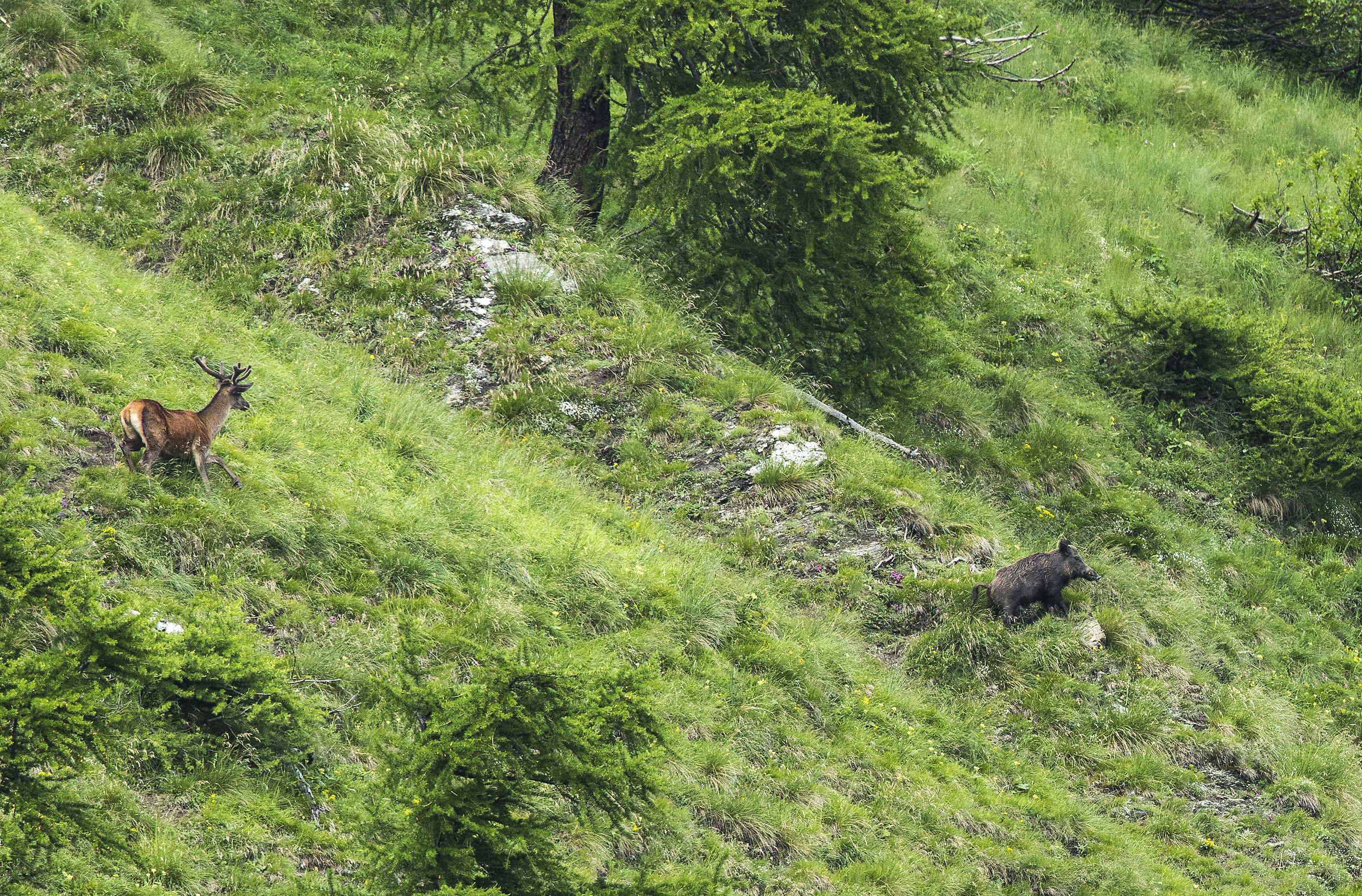 Deer and wild boar