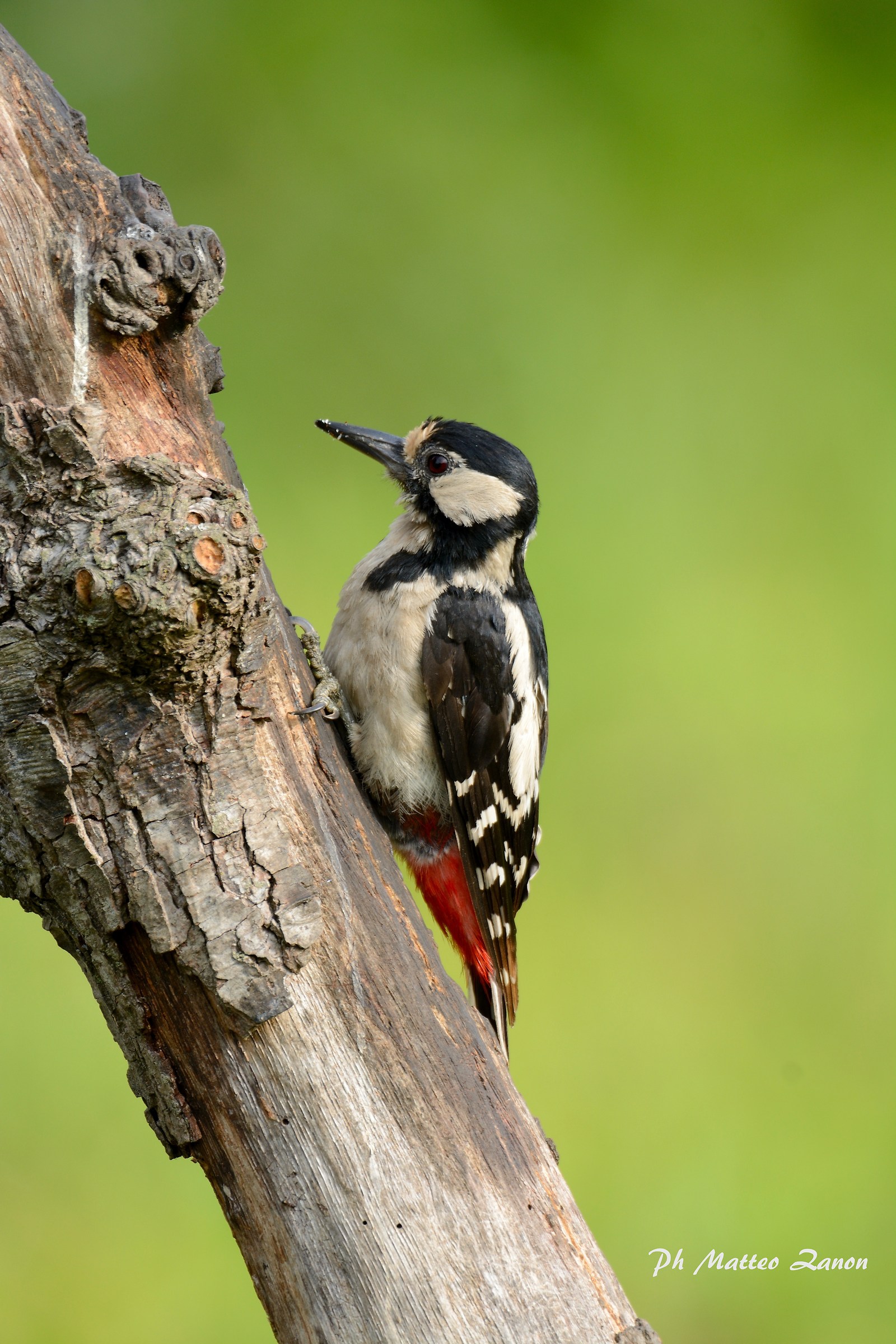 Woodpecker