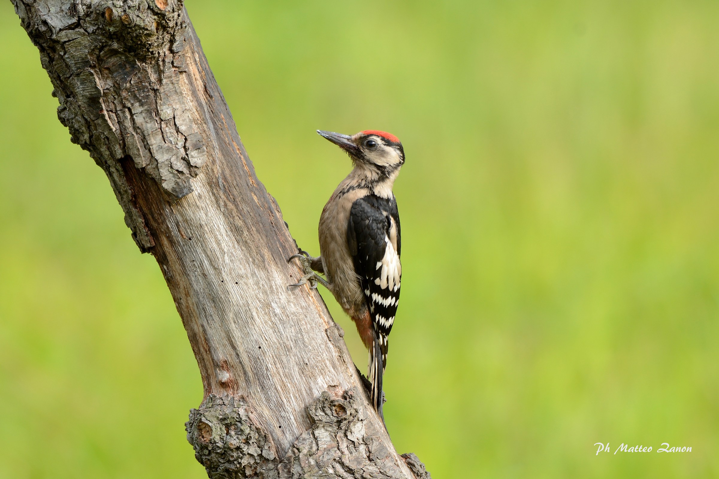 Woodpecker young