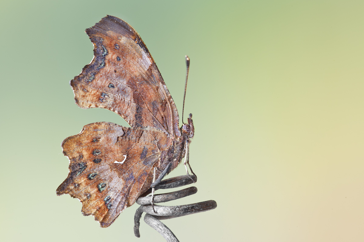 Polygonia c-album