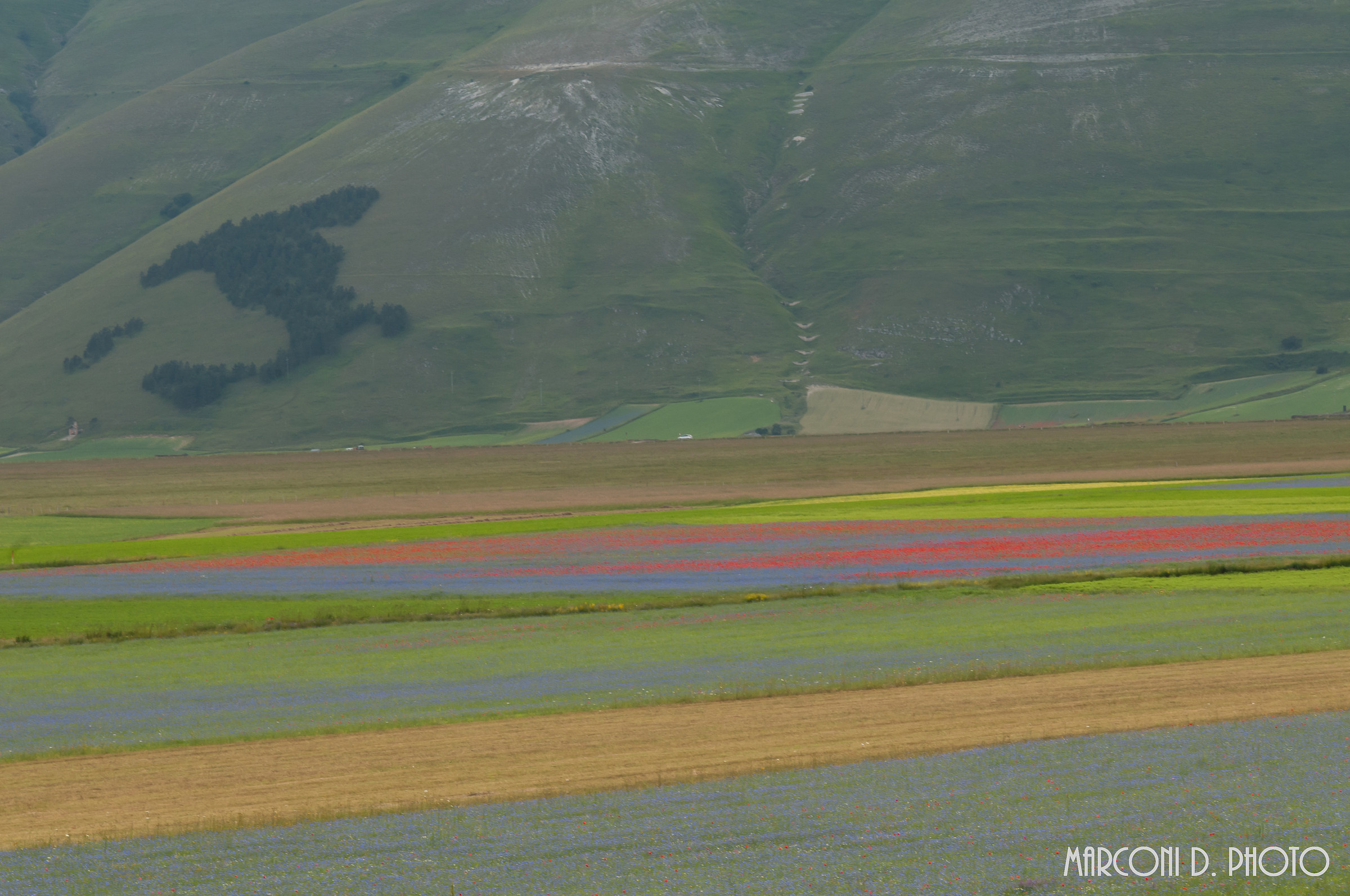 castelluccio