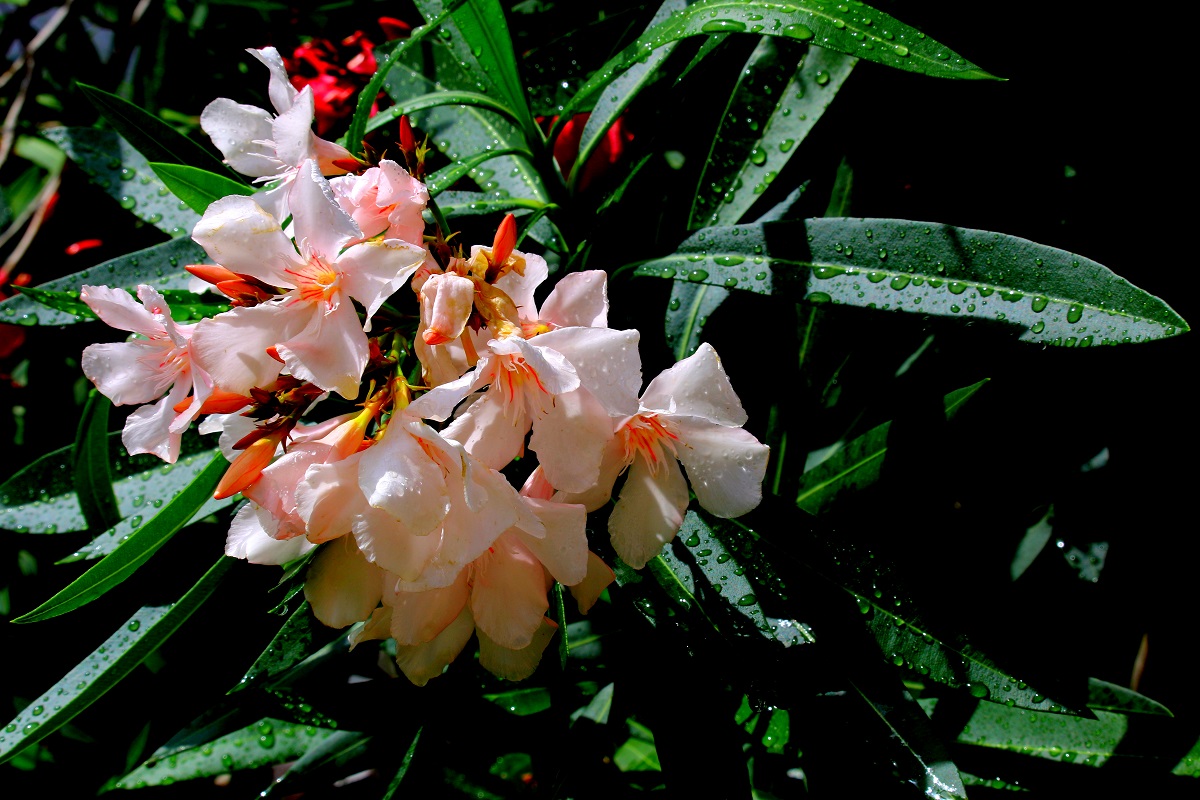 oleander