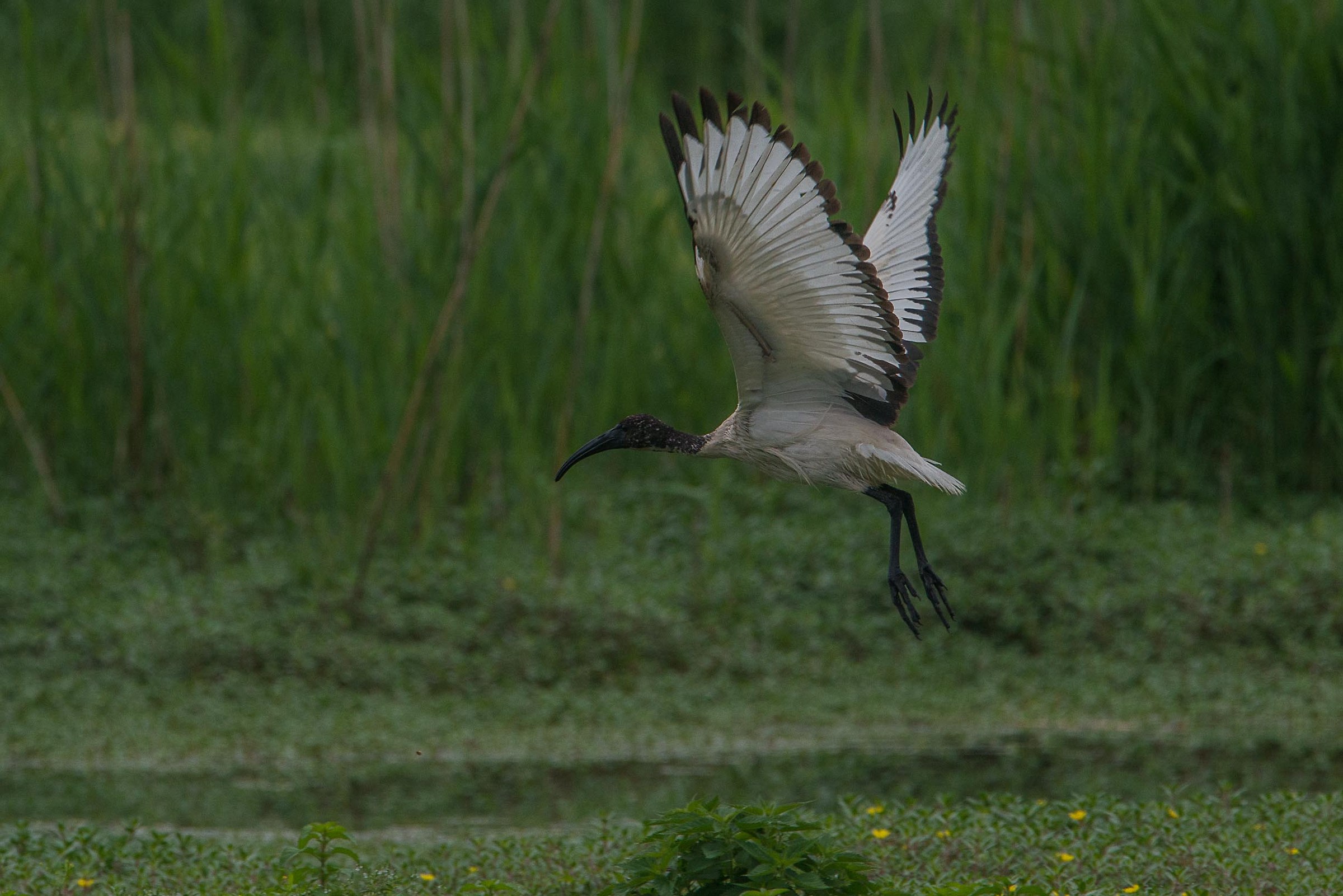 Sacred Ibis