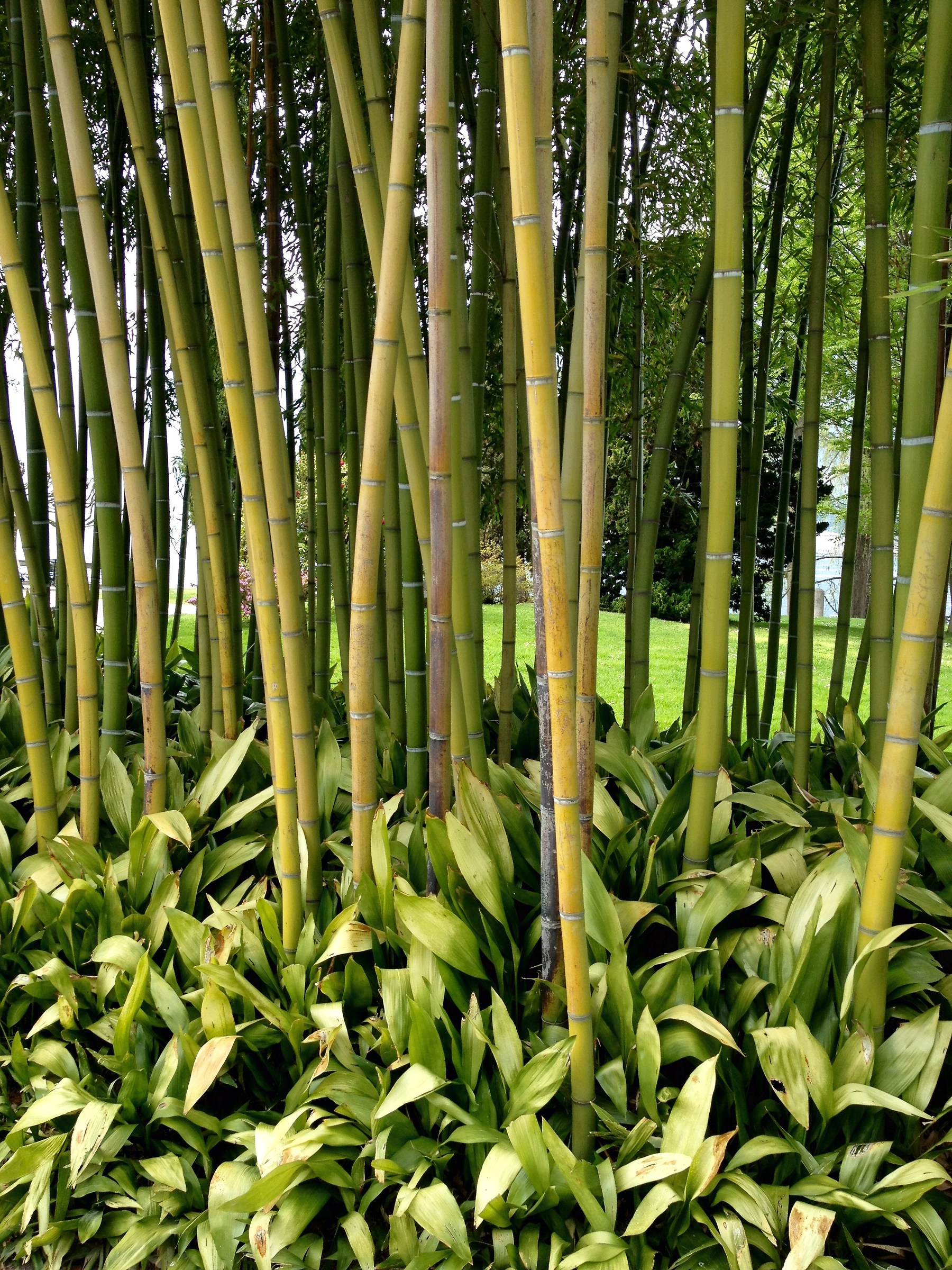 Bamboo - Villa Melzi